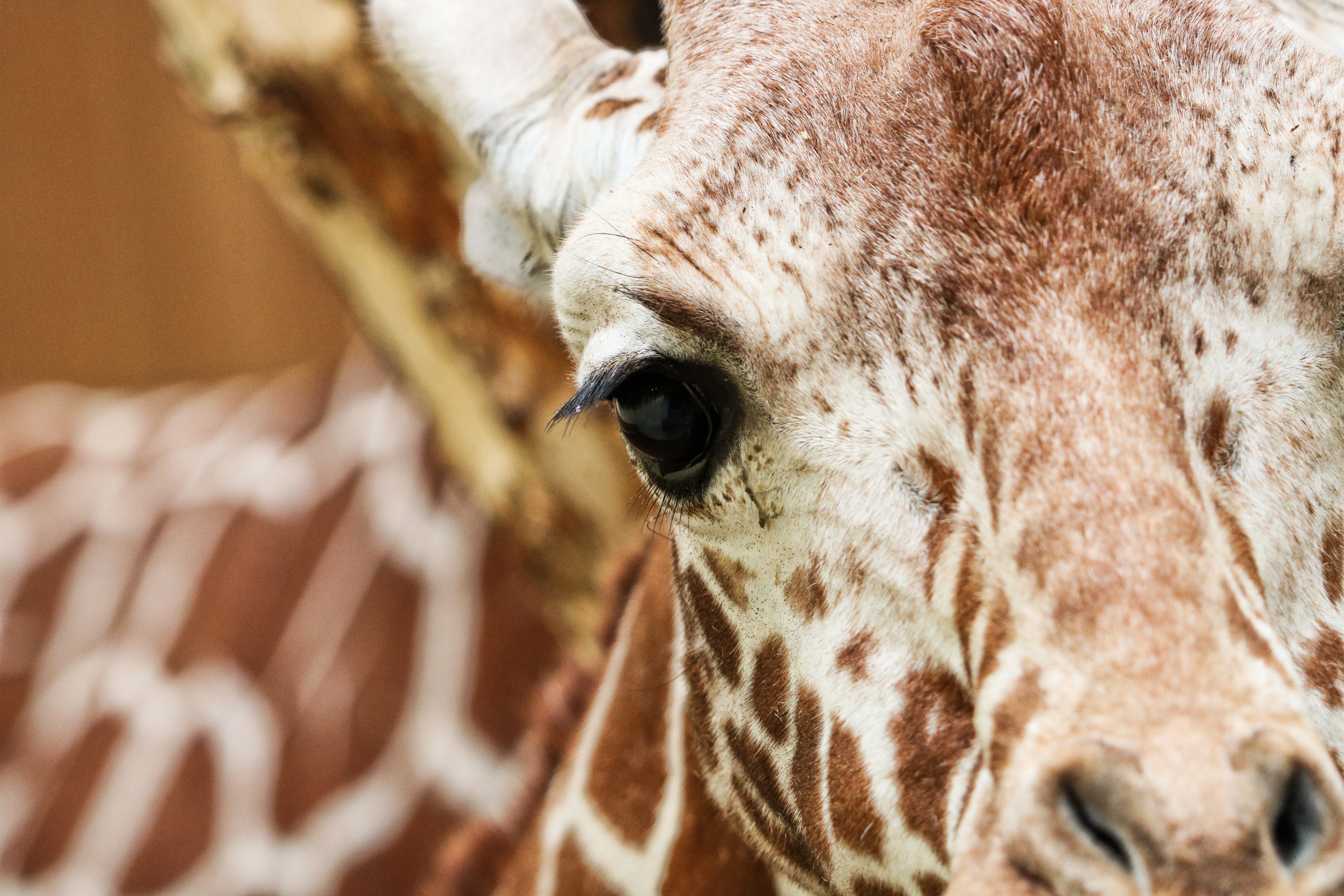animal giraffe wildlife and wild 4k, HD Wallpaper