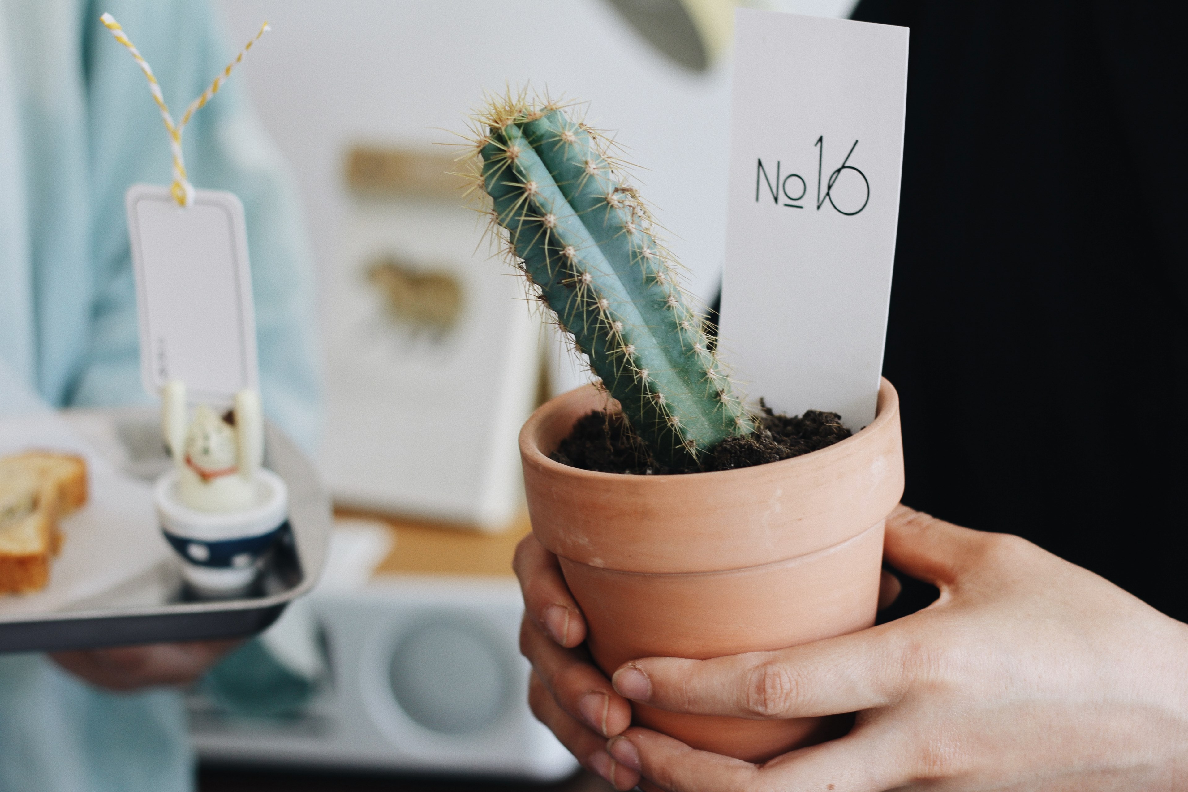 person holding a potted cactus with a white sign in a cute boutique, potted succulent 4k, HD Wallpaper