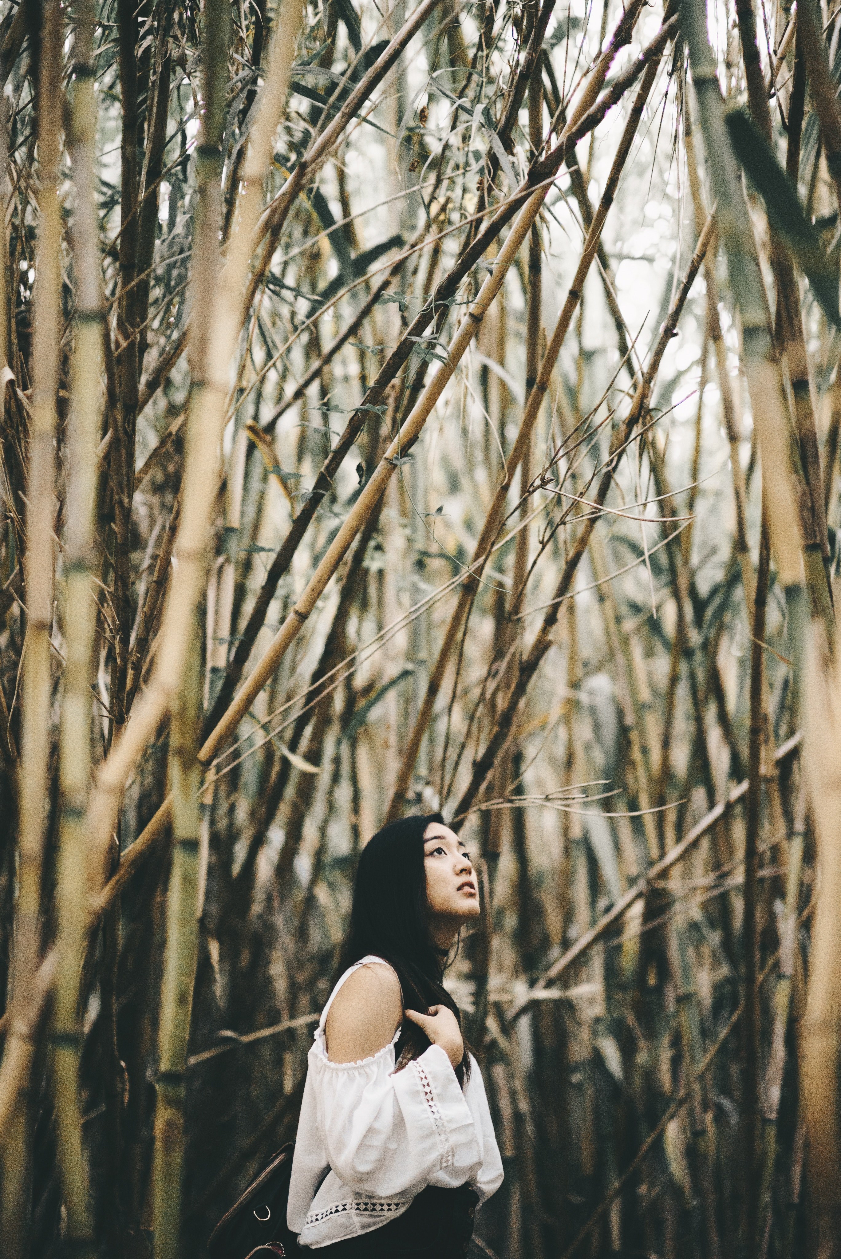 bamboo travels 4k, Phone HD Wallpaper