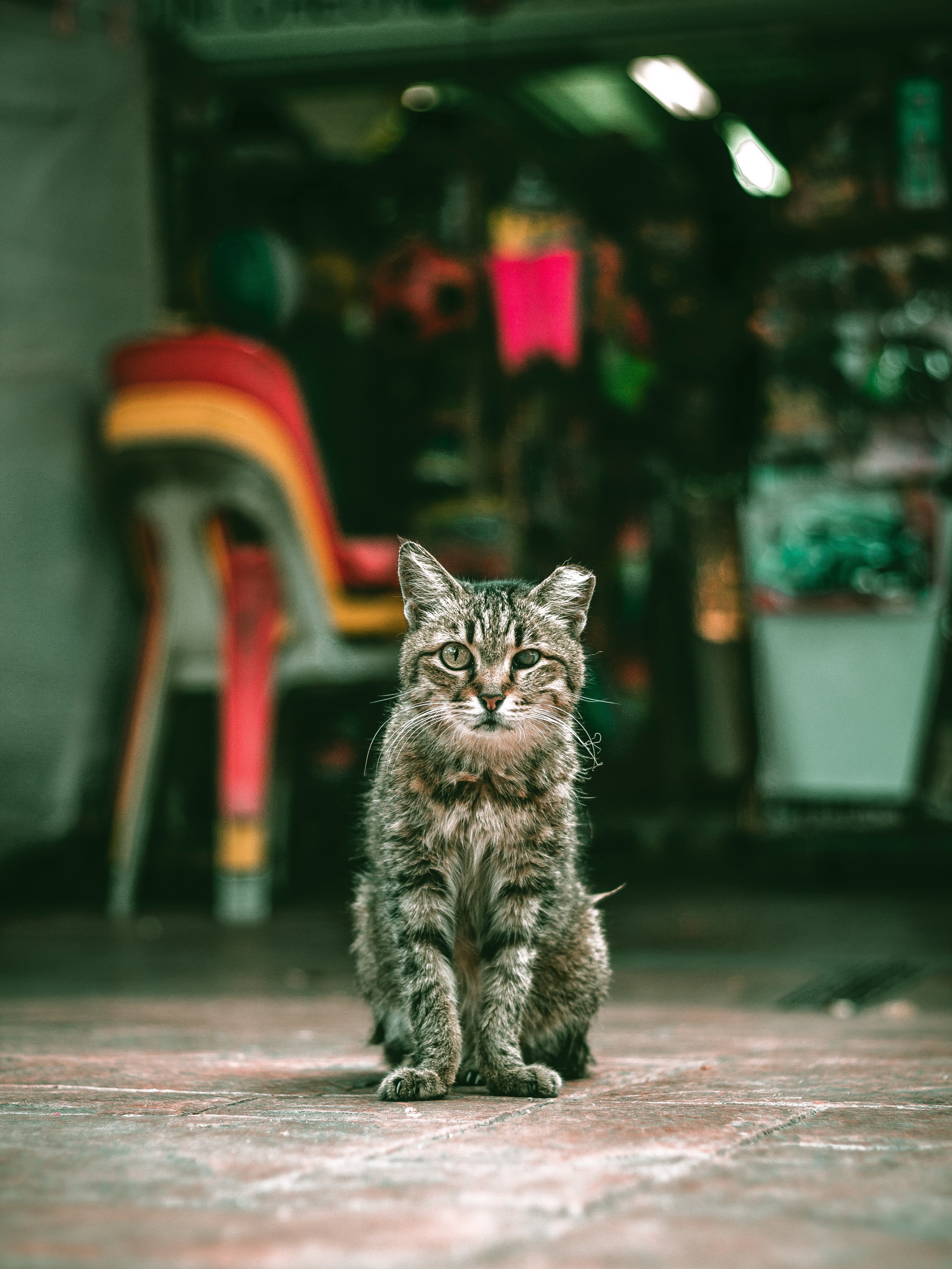 wallpaper cute wallpapers cute backgrounds and streetphotography hd, 4k, Phone HD Wallpaper