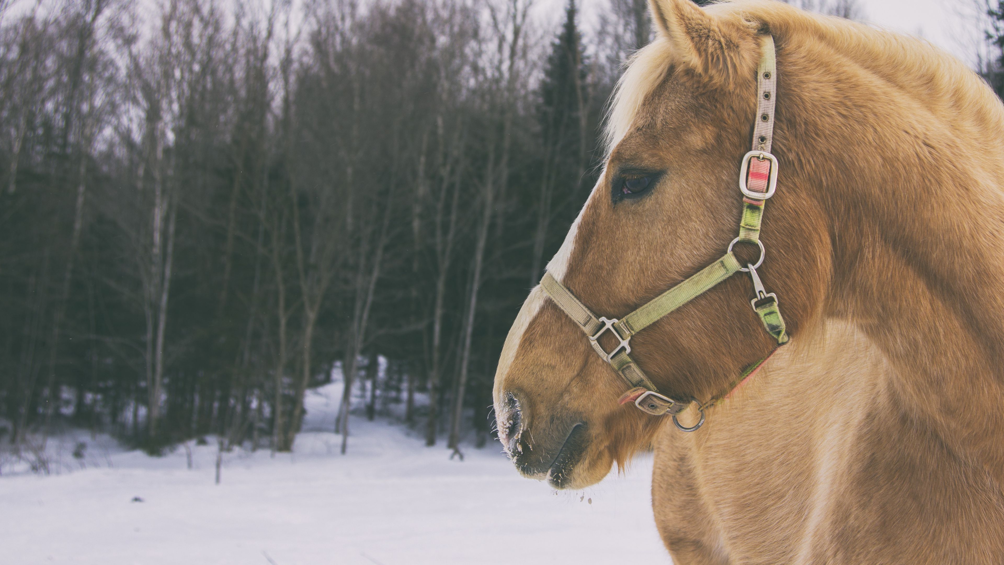 horse, muzzle, mane, 4k, HD Wallpaper