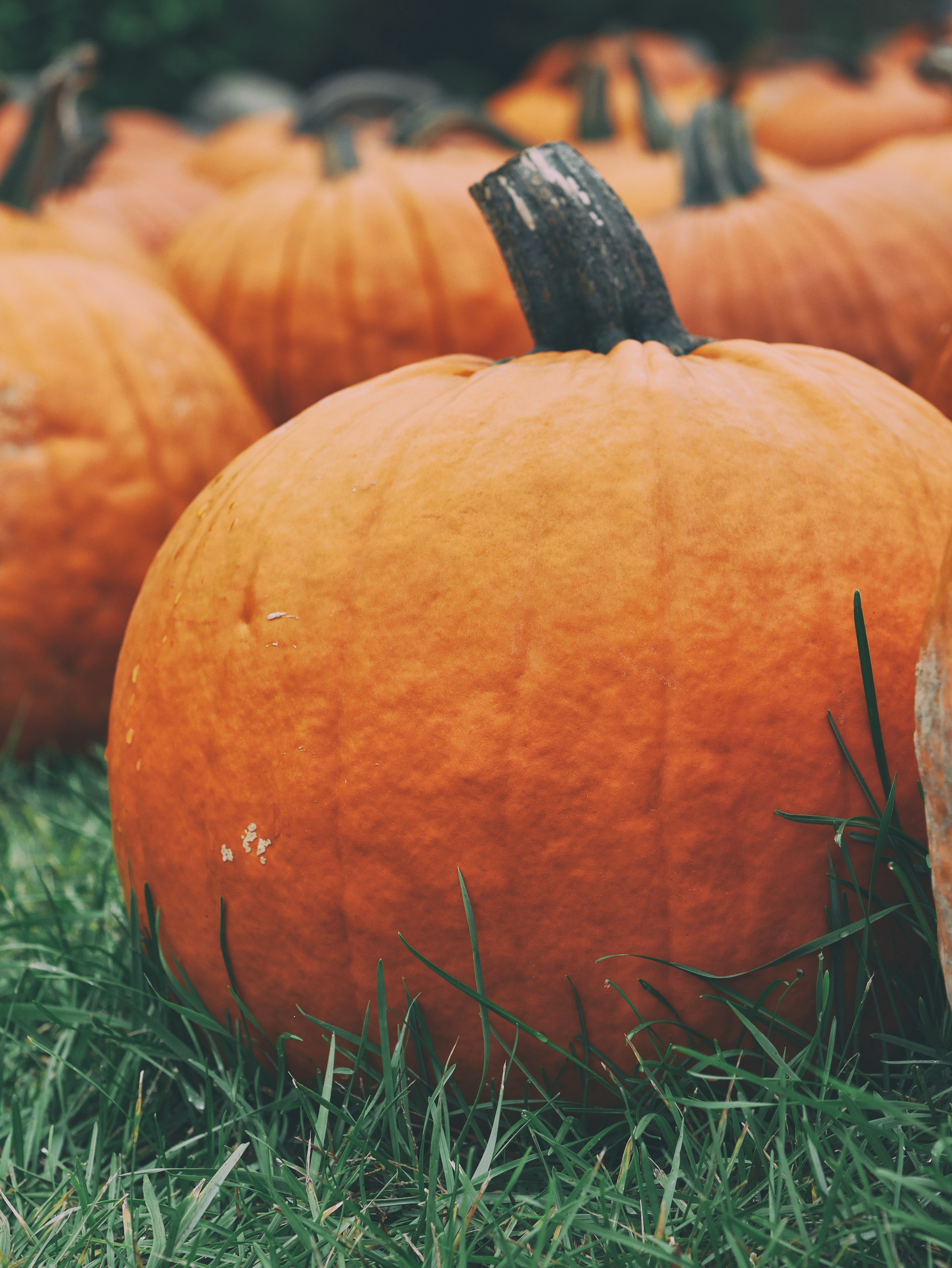 medium sized pumpkins, _pumpkins 4k, Phone HD Wallpaper