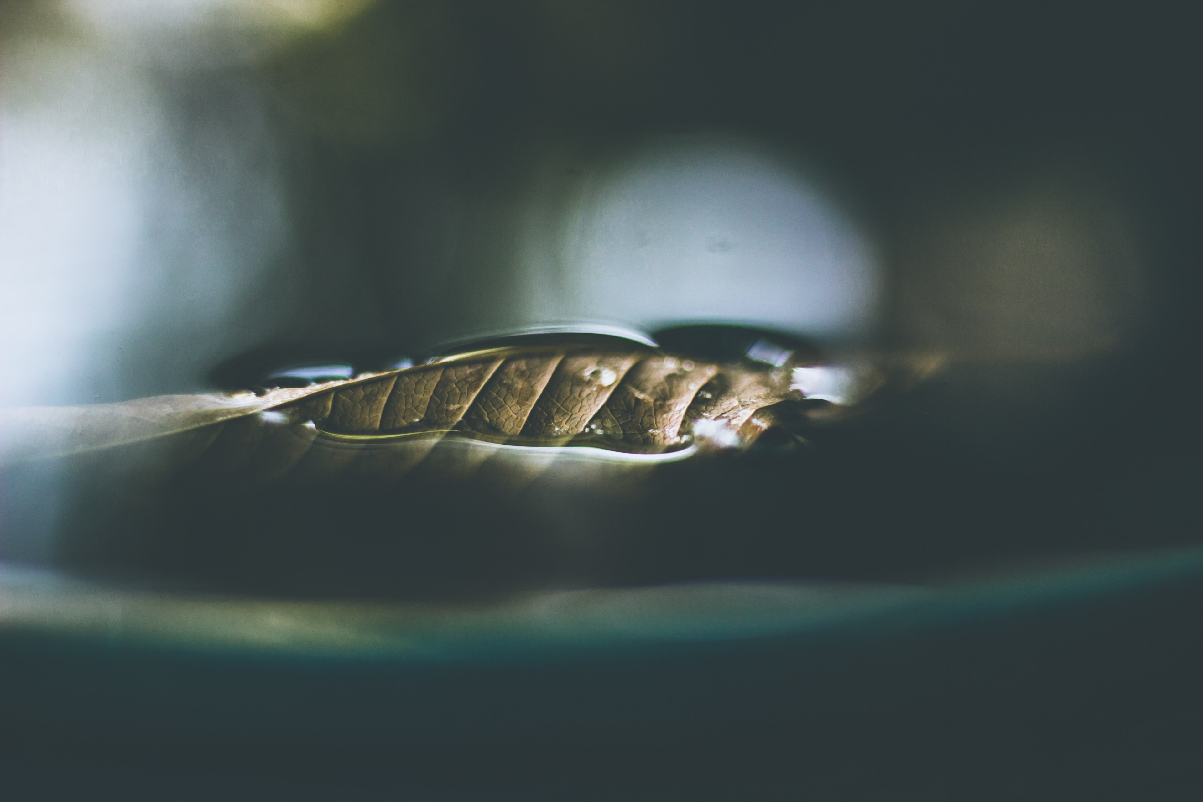 leaf submerged water and plash 4k, HD Wallpaper