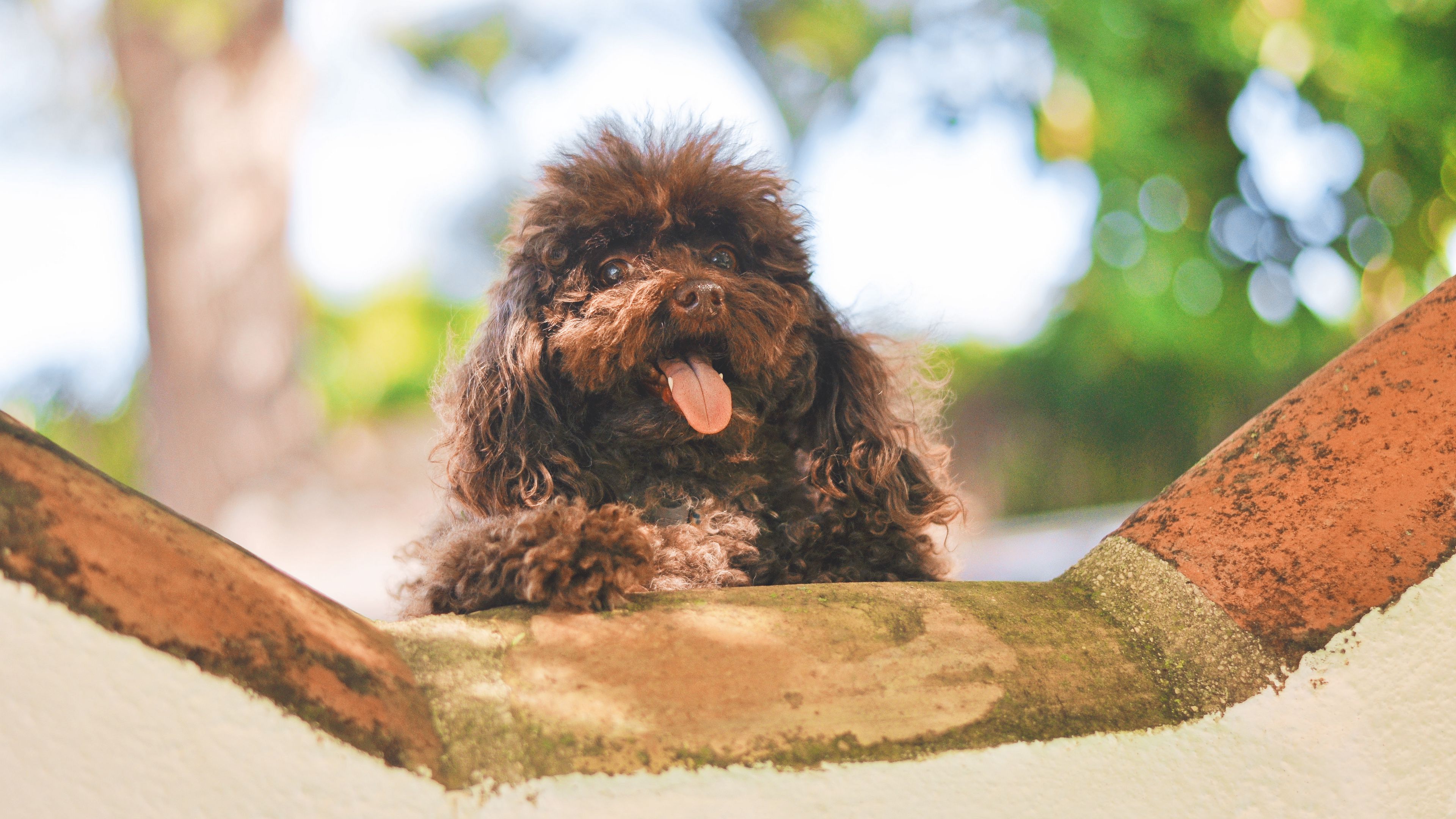 dog, muzzle, puppy, protruding tongue, 4k, HD Wallpaper