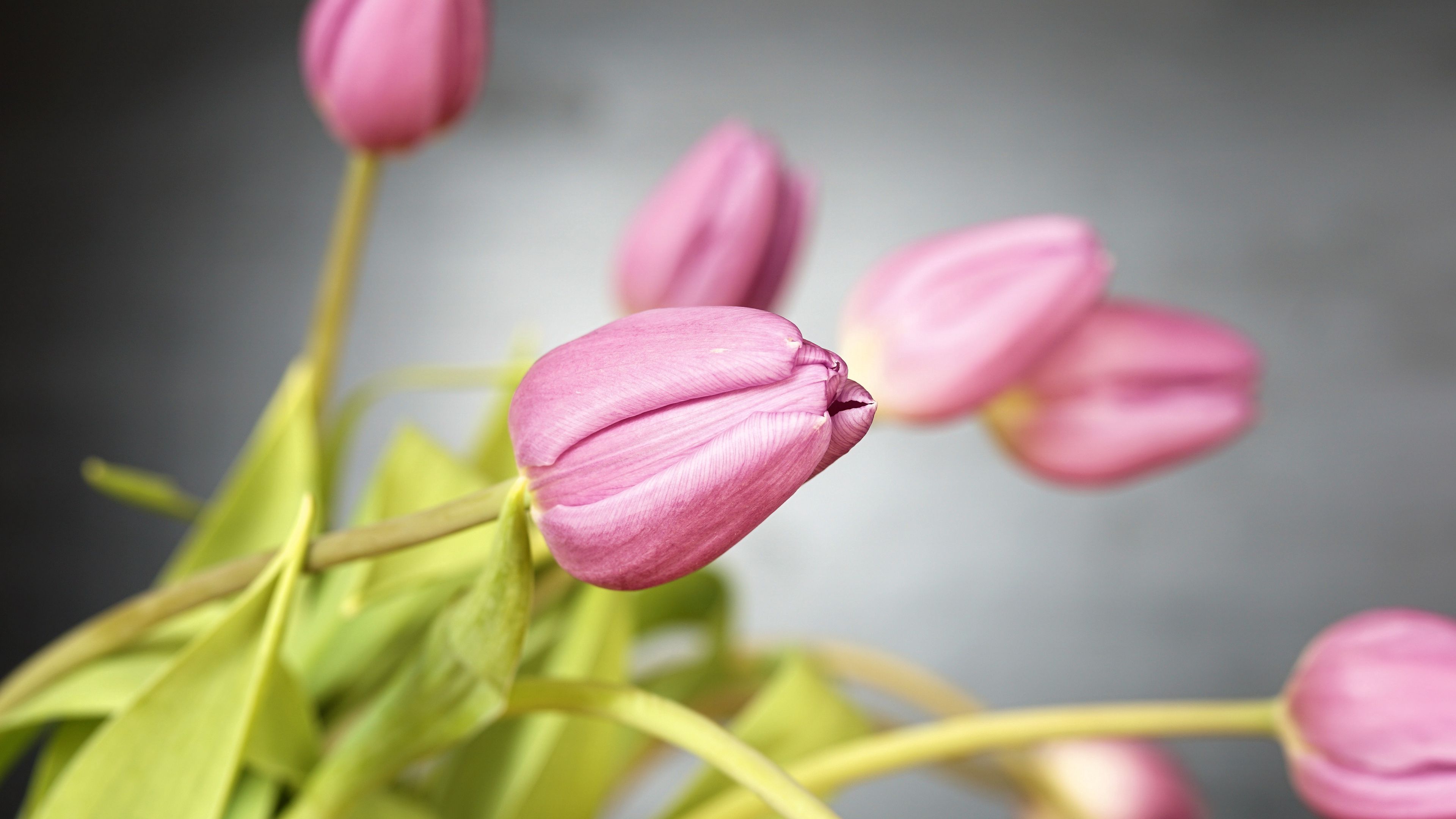 tulips, flowers, bud, 4k, HD Wallpaper