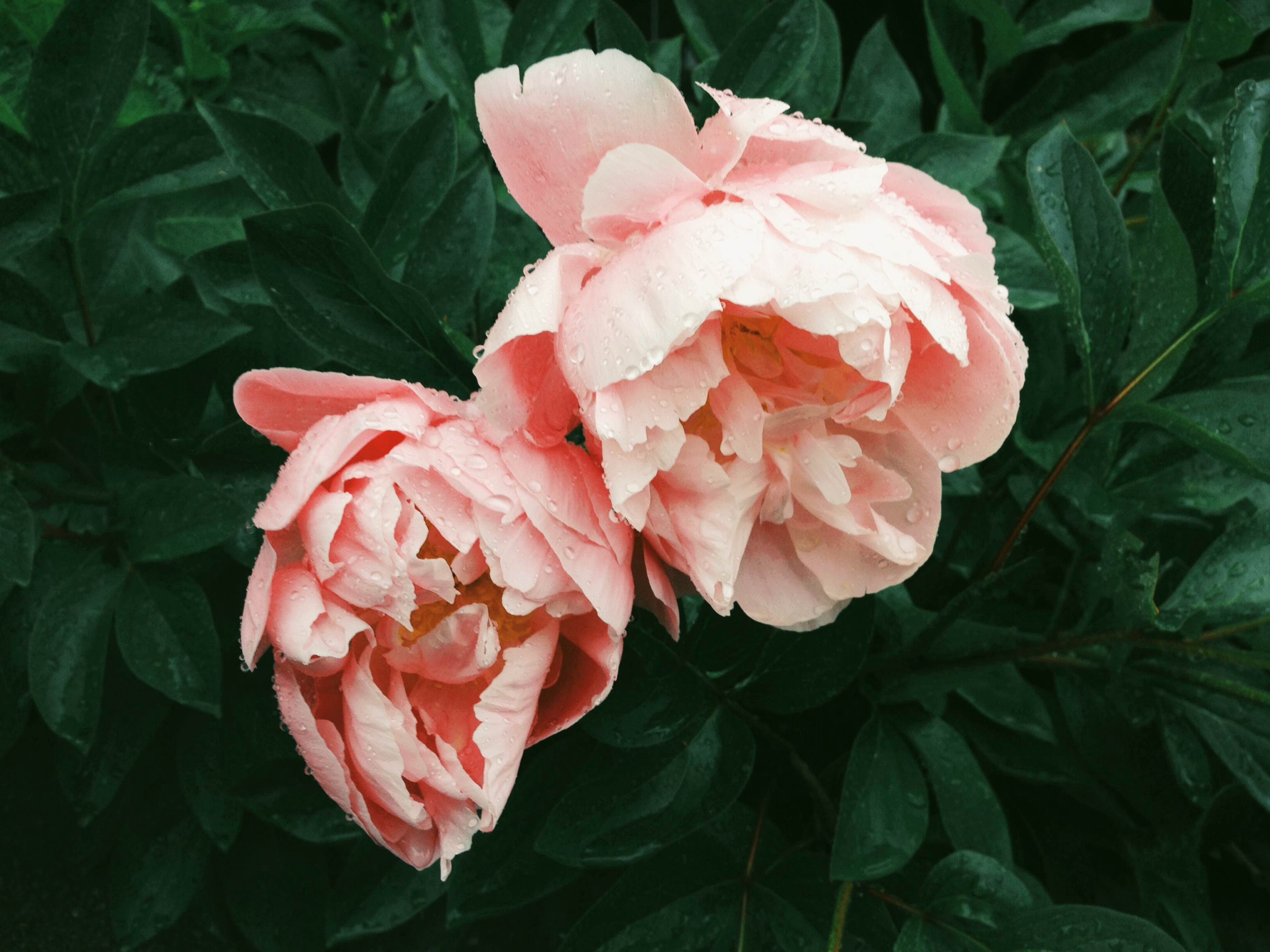 Wallpaper ID: 242332 / two delicate pink peonies covered in water droplets,  supple pink peonies 4k wallpaper free download