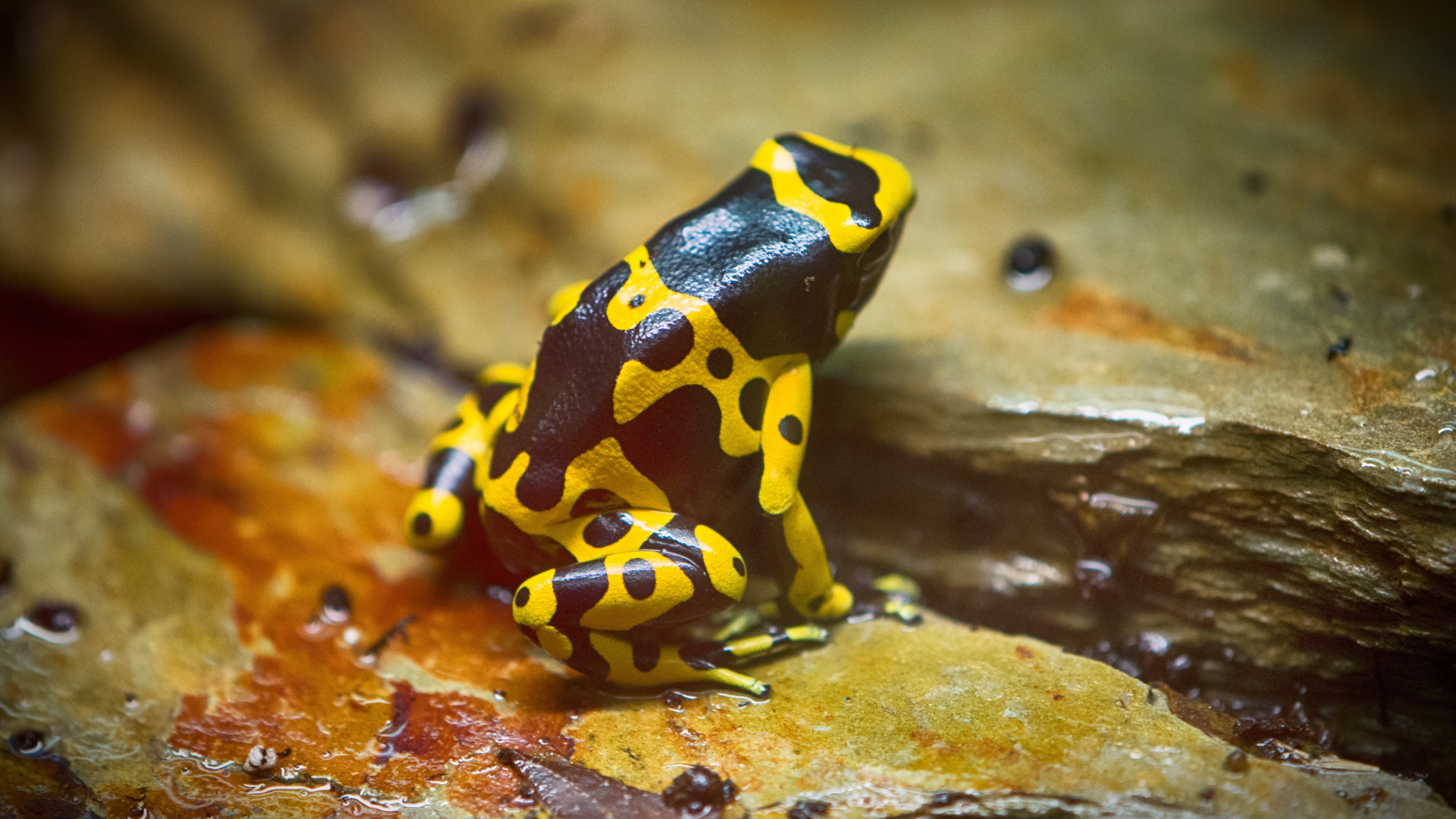 frog, yellow, spotted, 4k, HD Wallpaper