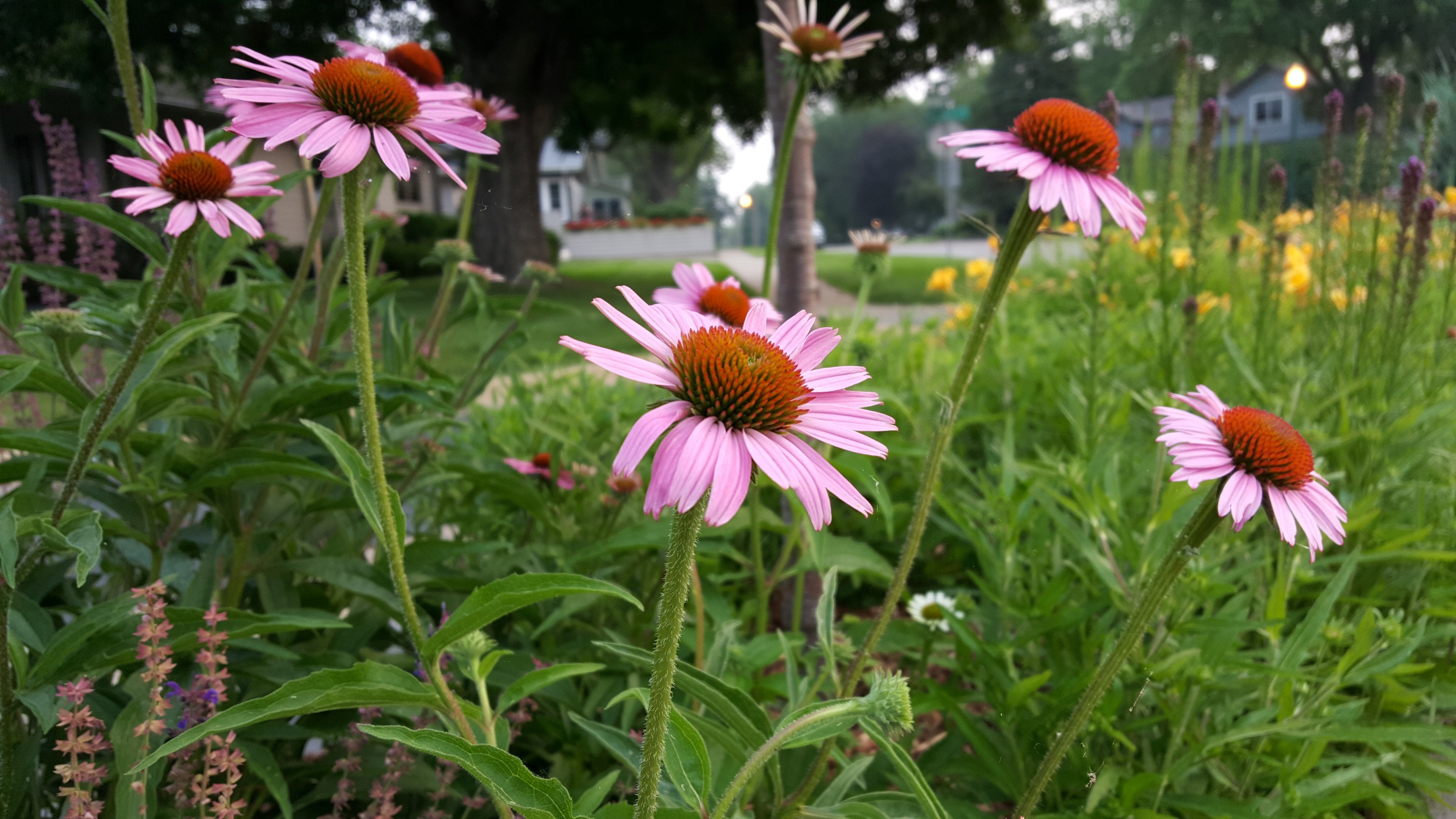 miracle morning white bear lake and cone flower 4k, HD Wallpaper