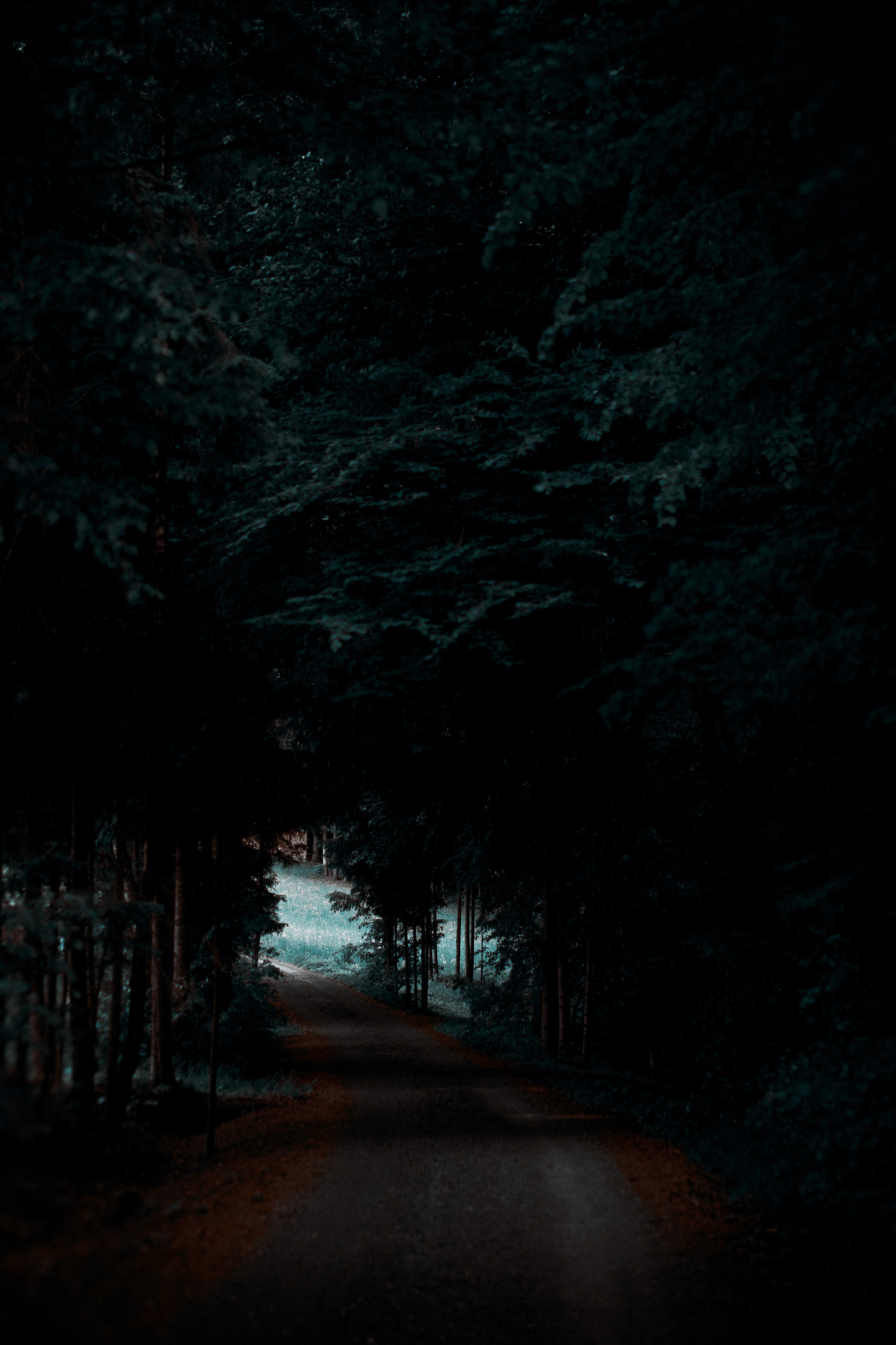 darkness path road and forest hd, 4k, Phone HD Wallpaper