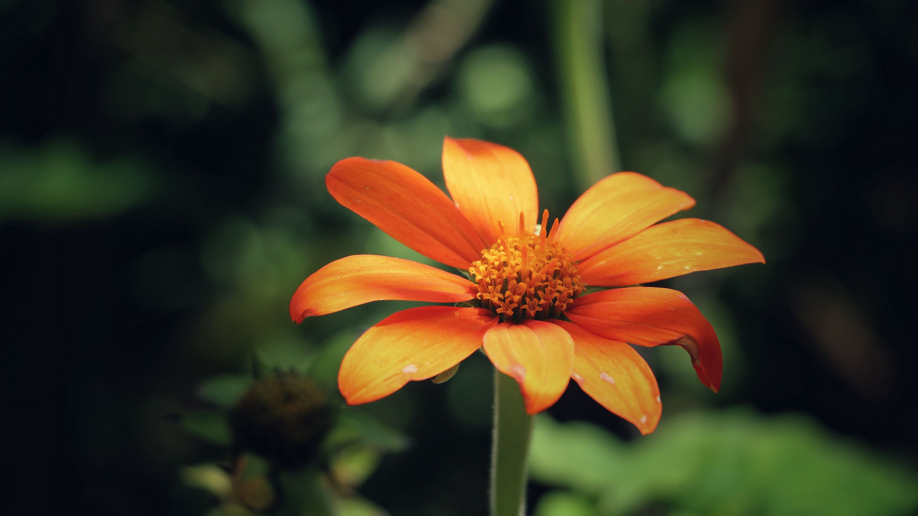flower, bud, petals, 4k, HD Wallpaper