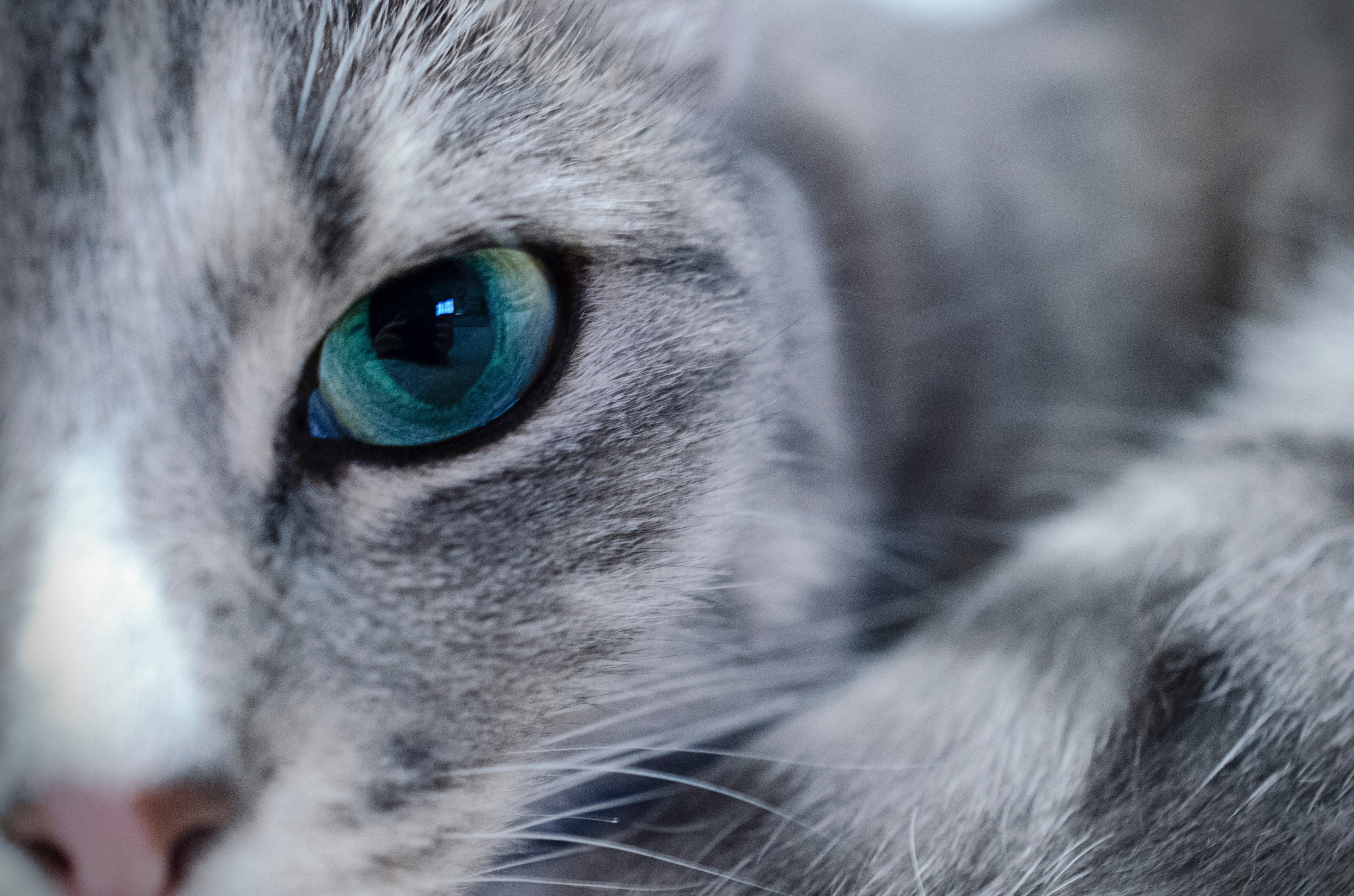 claw eye whisker and mammal 4k, HD Wallpaper