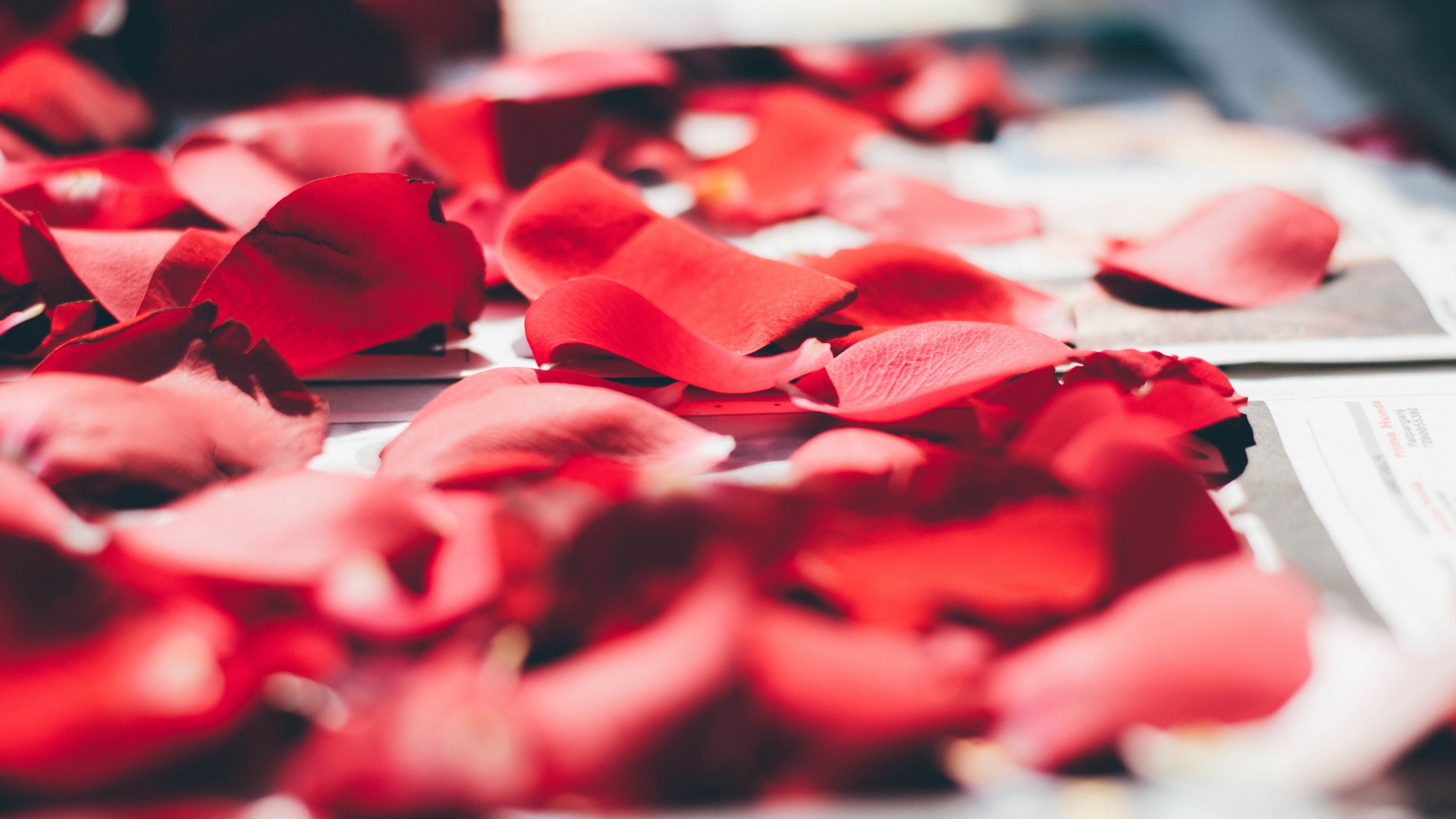 petals, rose, close-up, blurred, 4k, HD Wallpaper