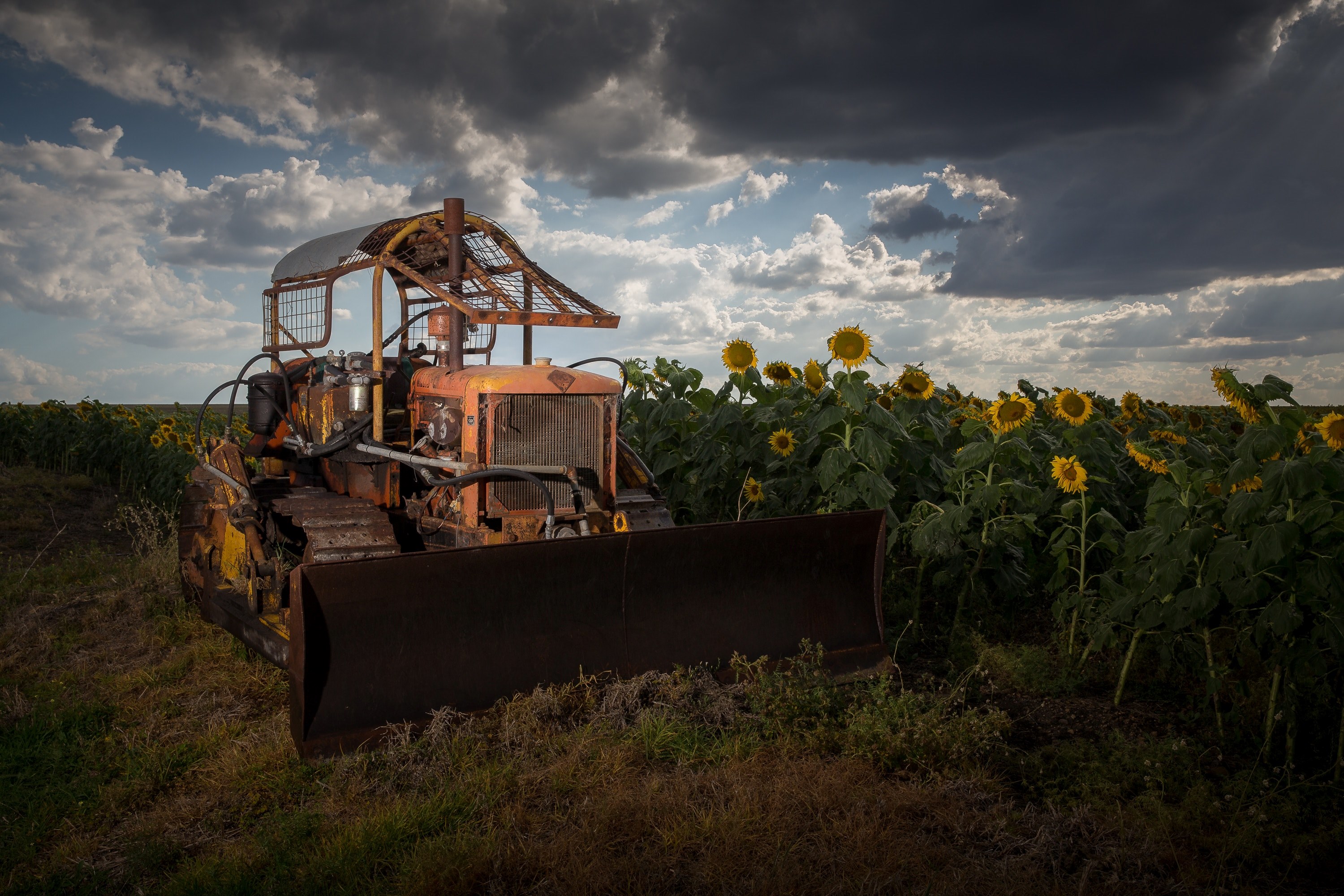a tractor in a field of sunflowers, _retired tractor 4k, HD Wallpaper