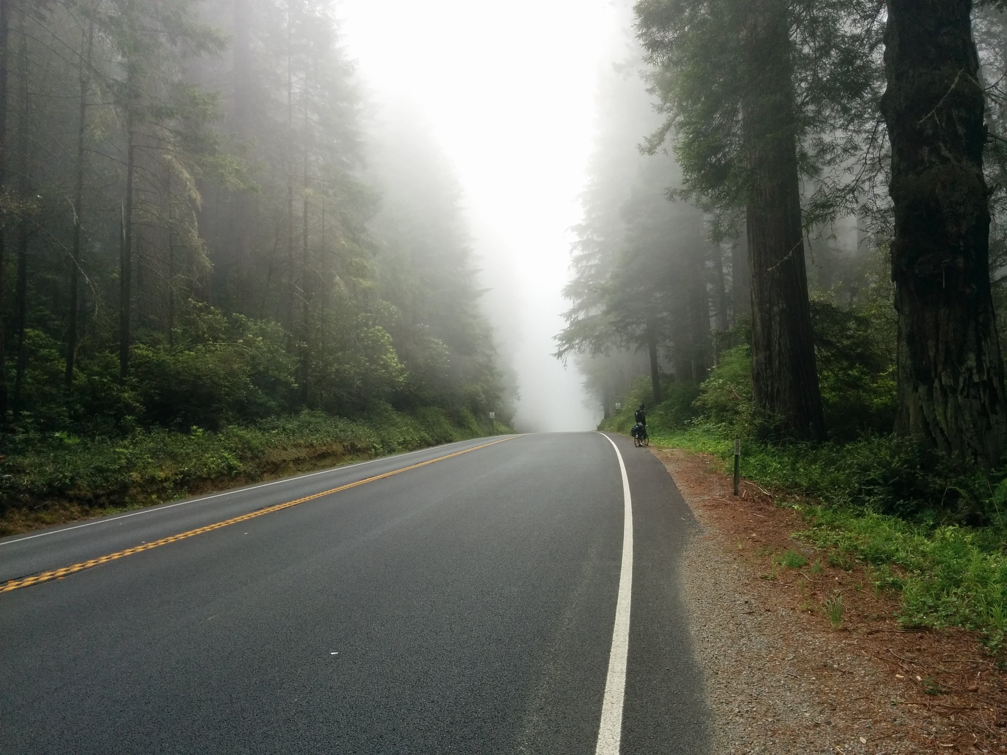 a cyclist stops on the side of an empty road through a forest, lone cyclist on a misty road 4k, HD Wallpaper