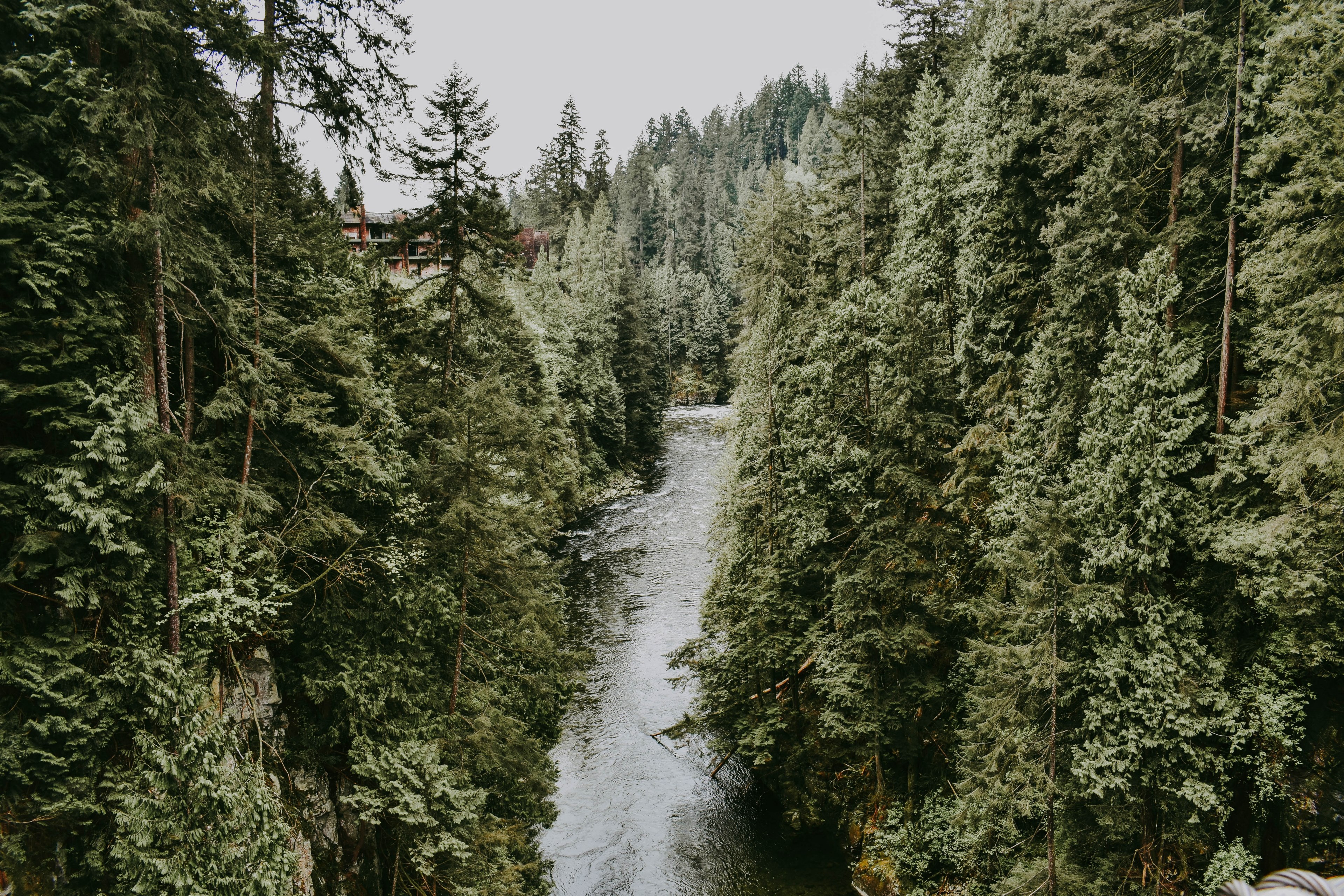 a river flowing through an evergreen forest, river in evergreen woods 4k, HD Wallpaper