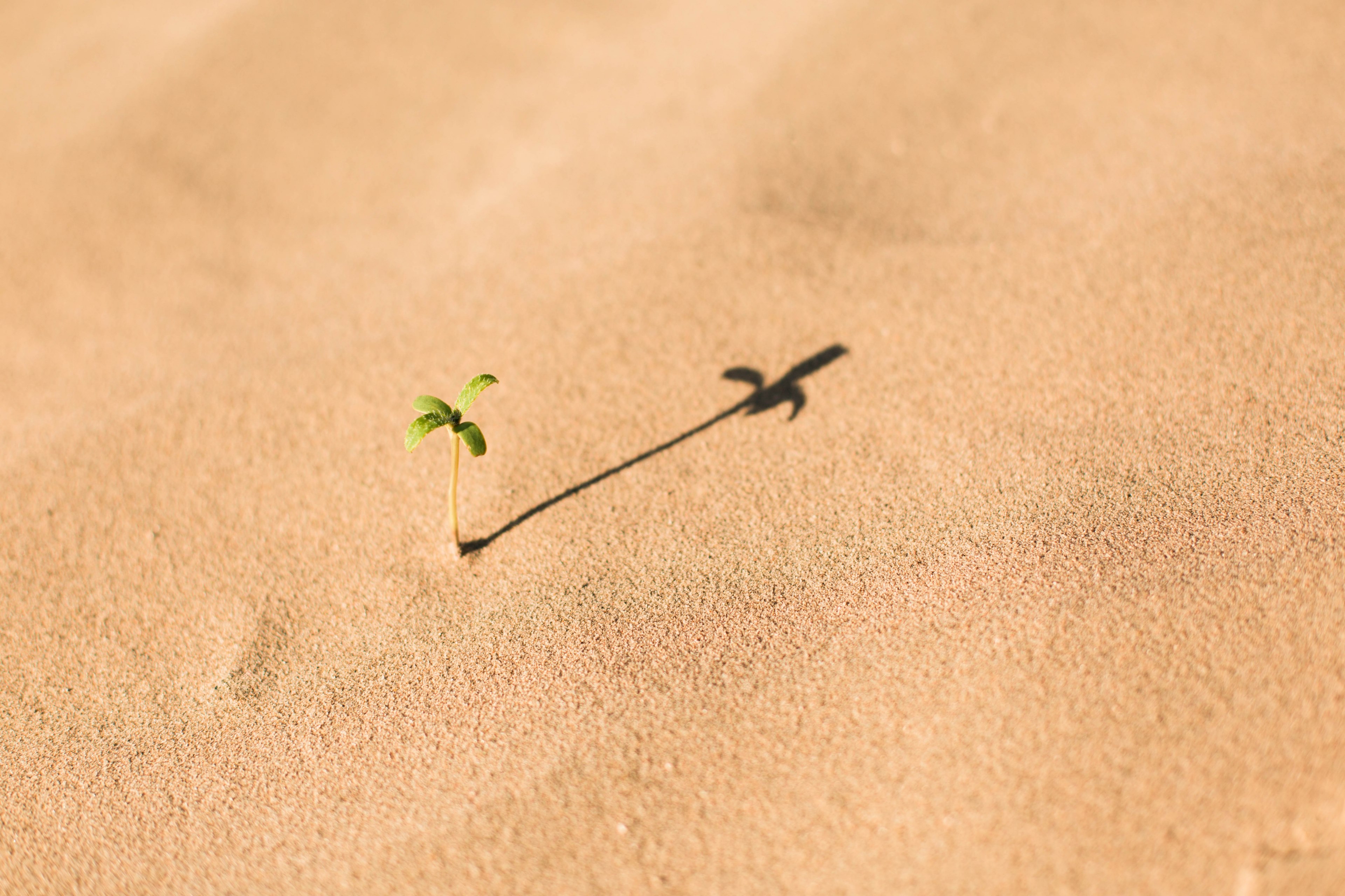a tiny sprout growing in fine sand casting long shadow, growing sprout in sand 4k, HD Wallpaper