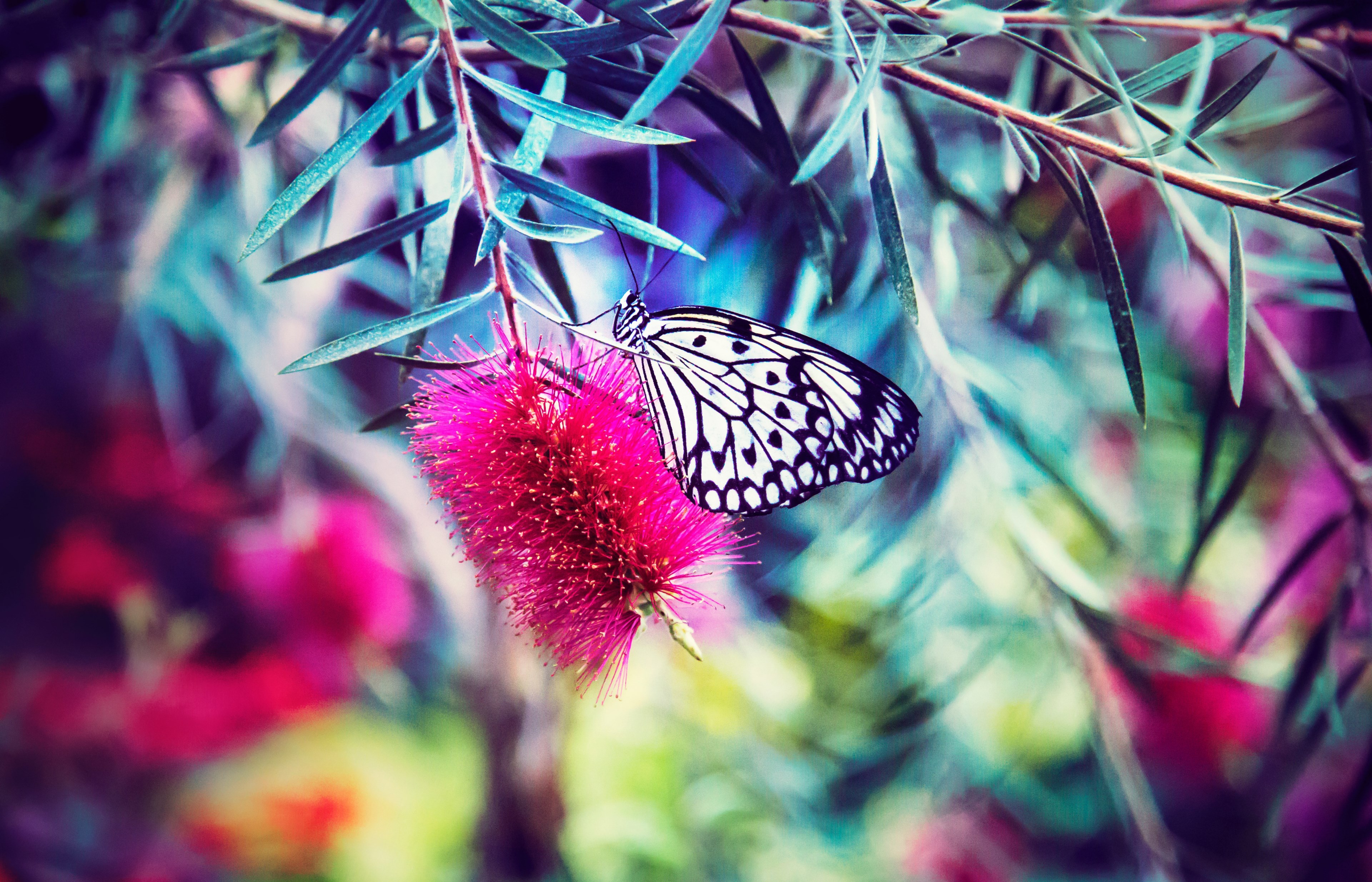 butterfly plant pink and petal 4k, HD Wallpaper