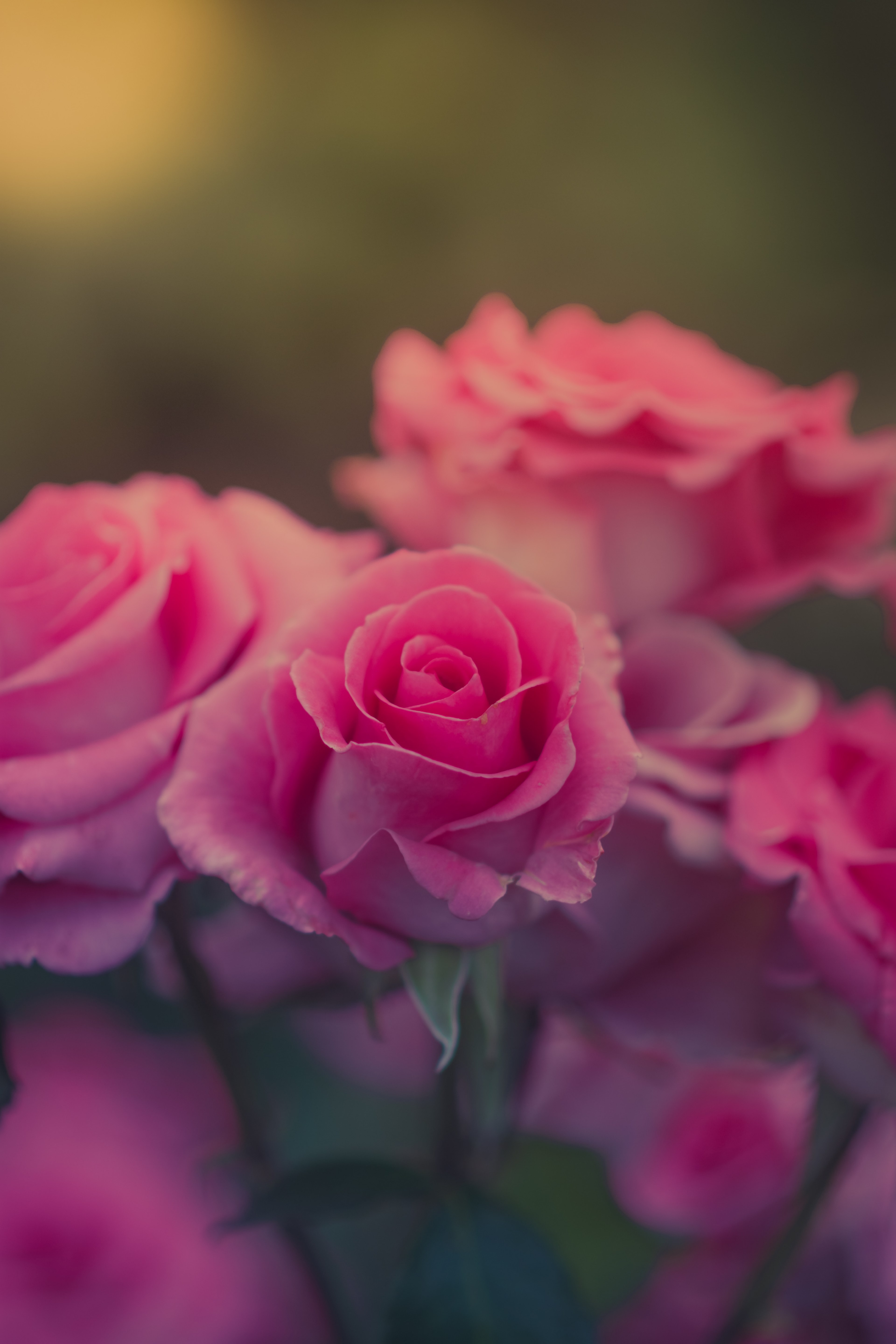 girlfriend love nature and pink hd, 4k, Phone HD Wallpaper