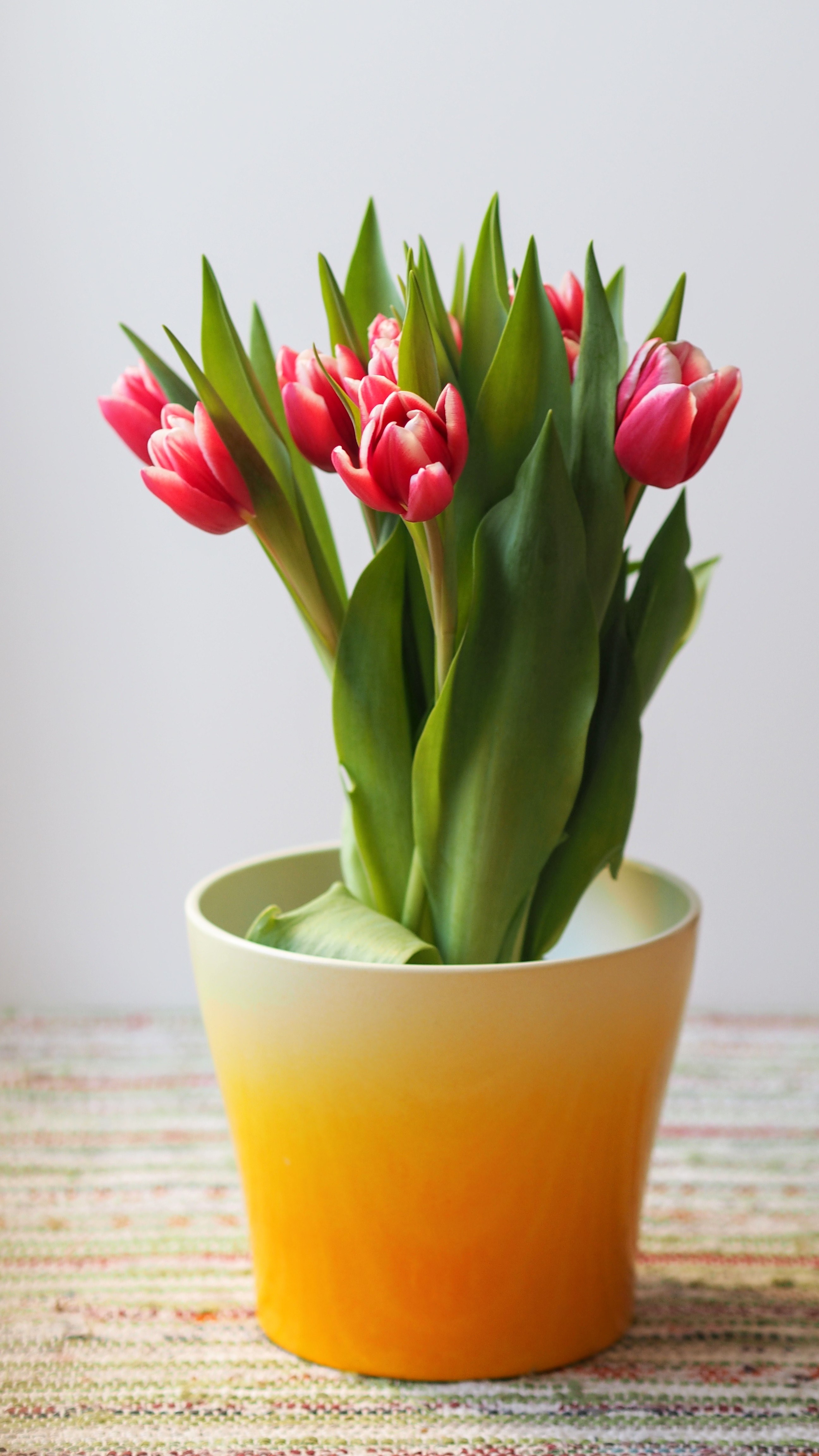 tulip flower potted plant and petal hd, 4k, Phone HD Wallpaper