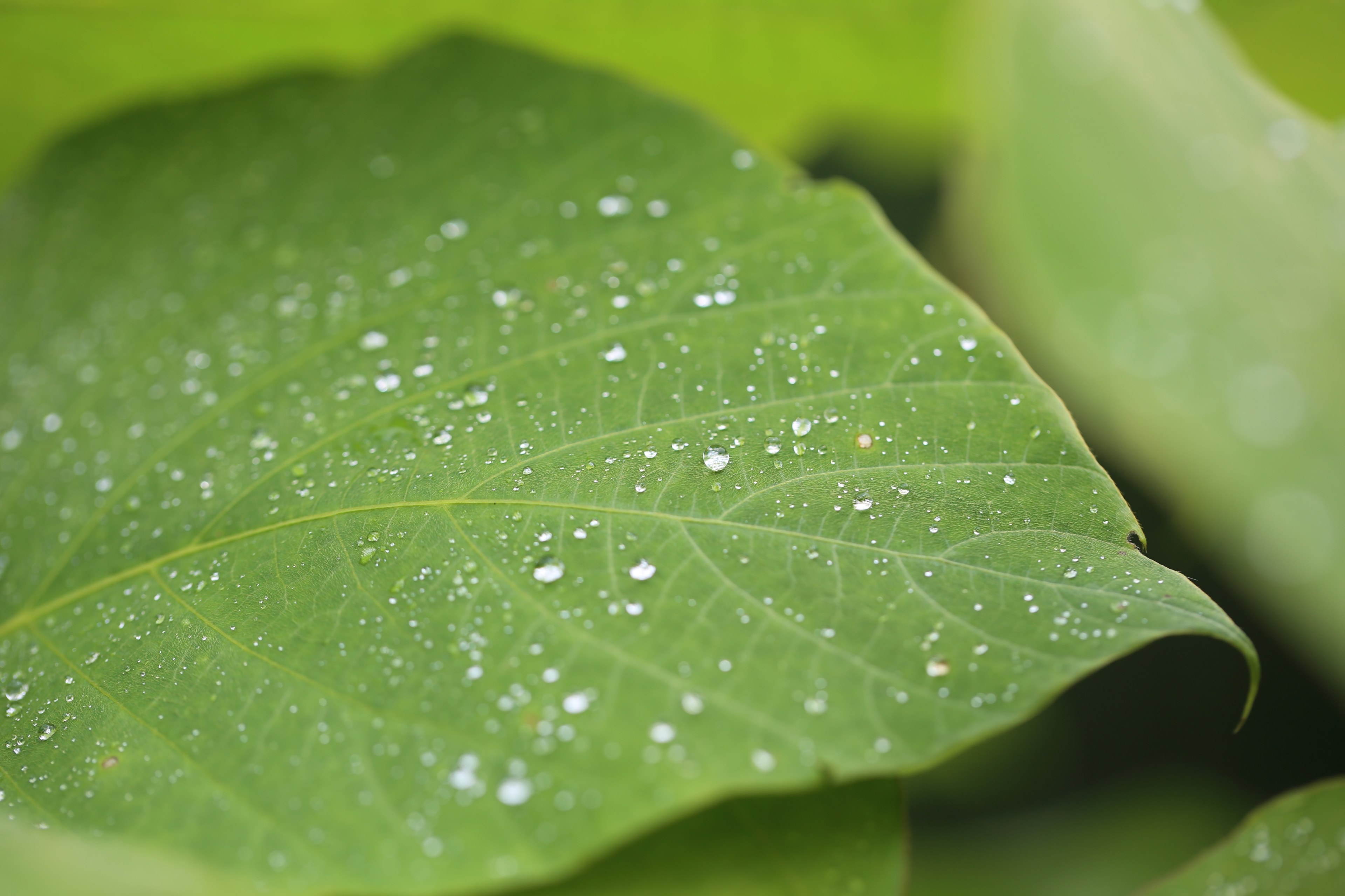 droplet leaf dew and drop 4k, HD Wallpaper