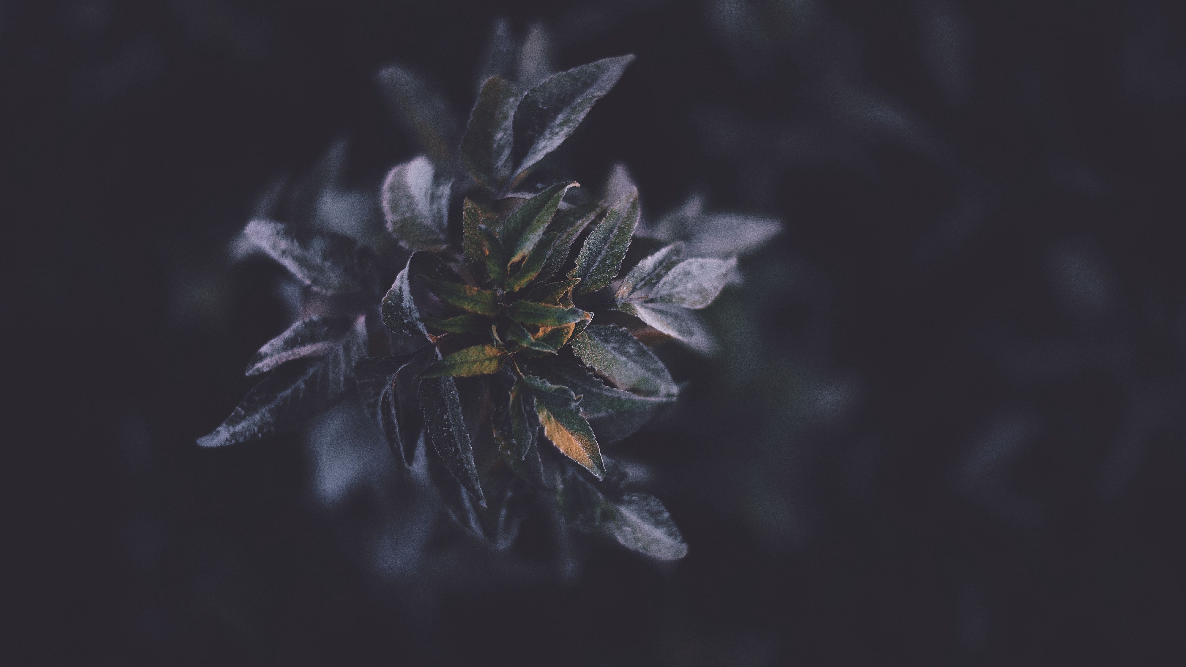 plants, foliage, dark, 4k, HD Wallpaper