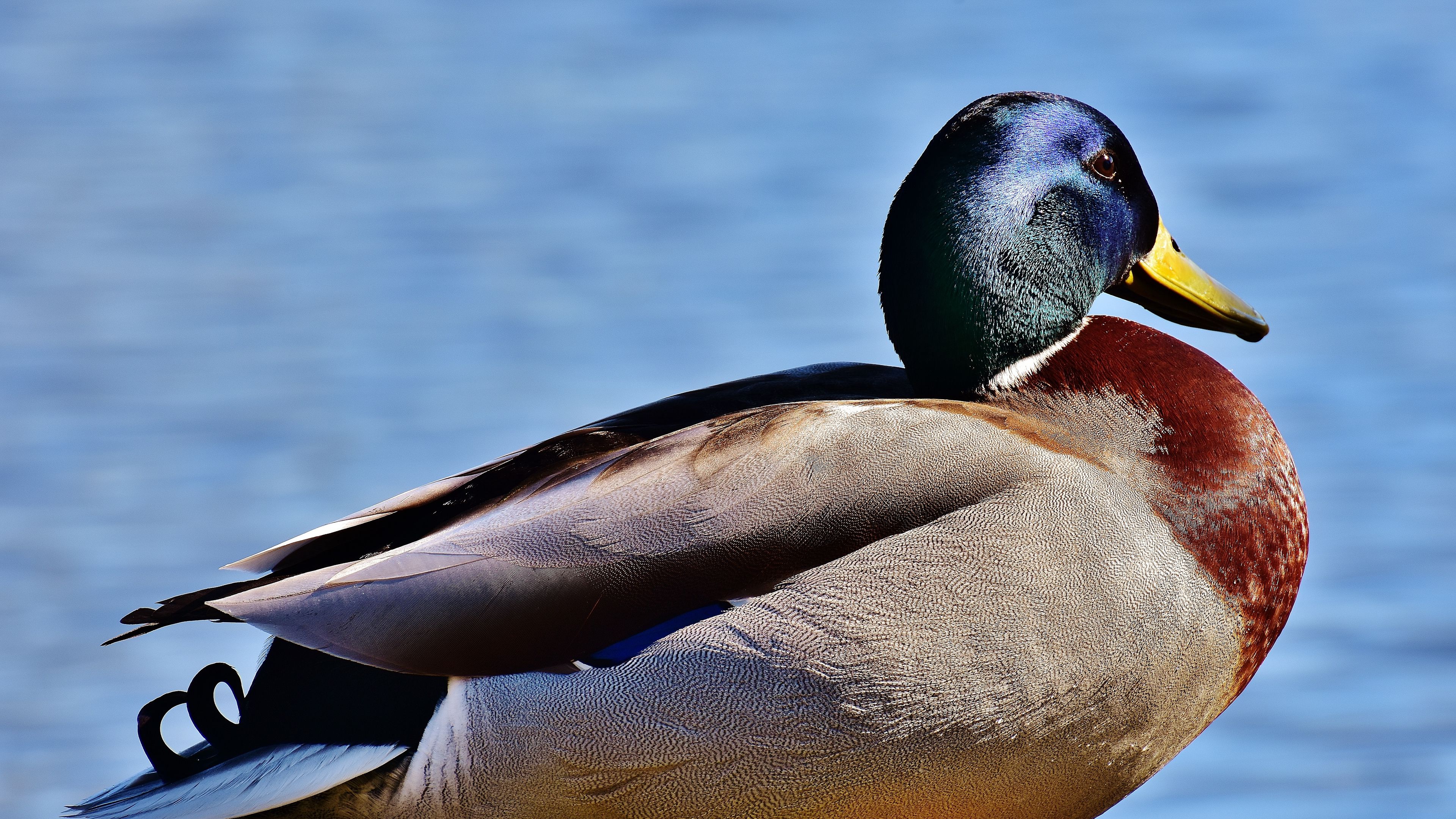 duck, bird, beak, 4k, HD Wallpaper