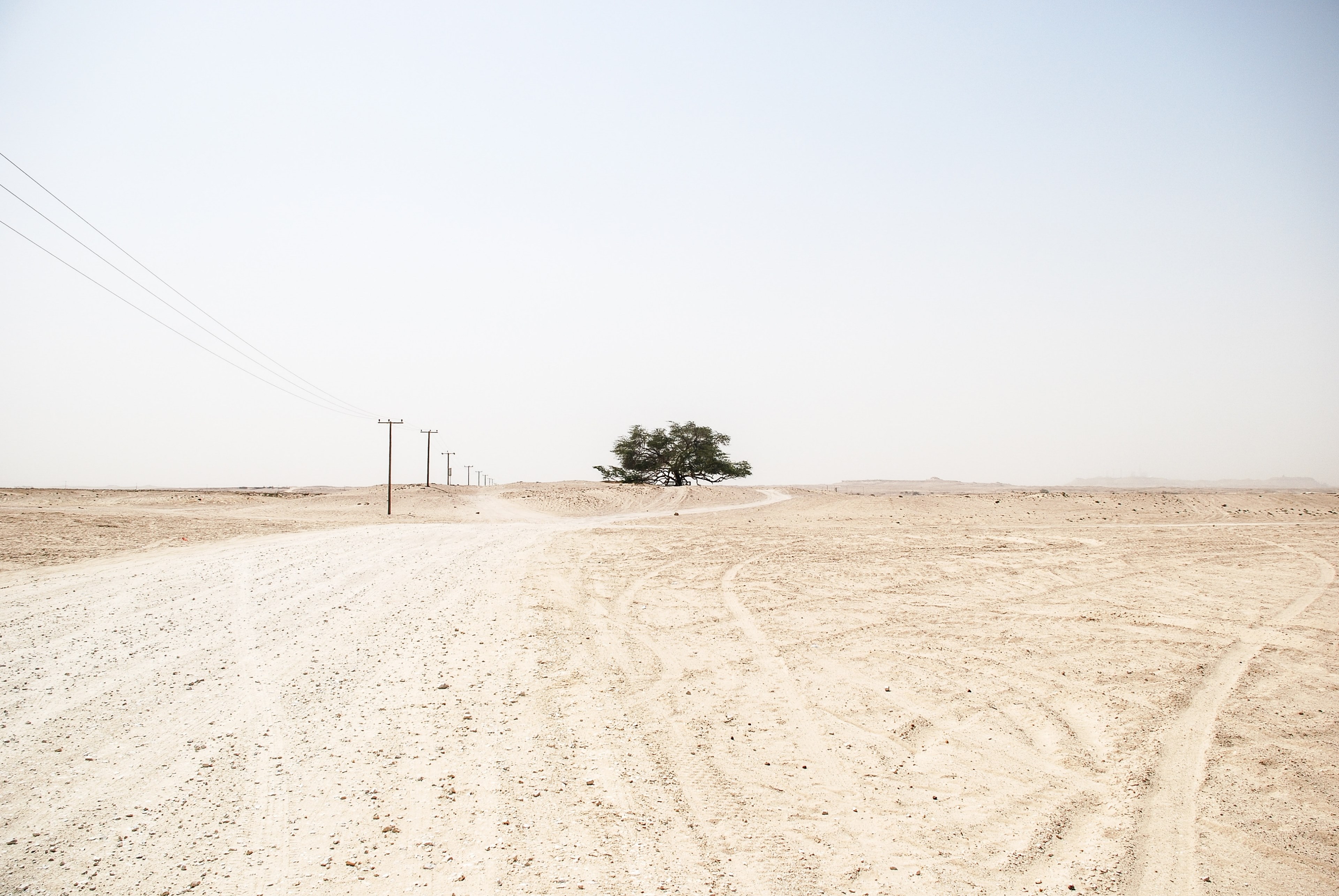 single tree and powerlines in a desolate desert landscape, little signs of life 4k, HD Wallpaper