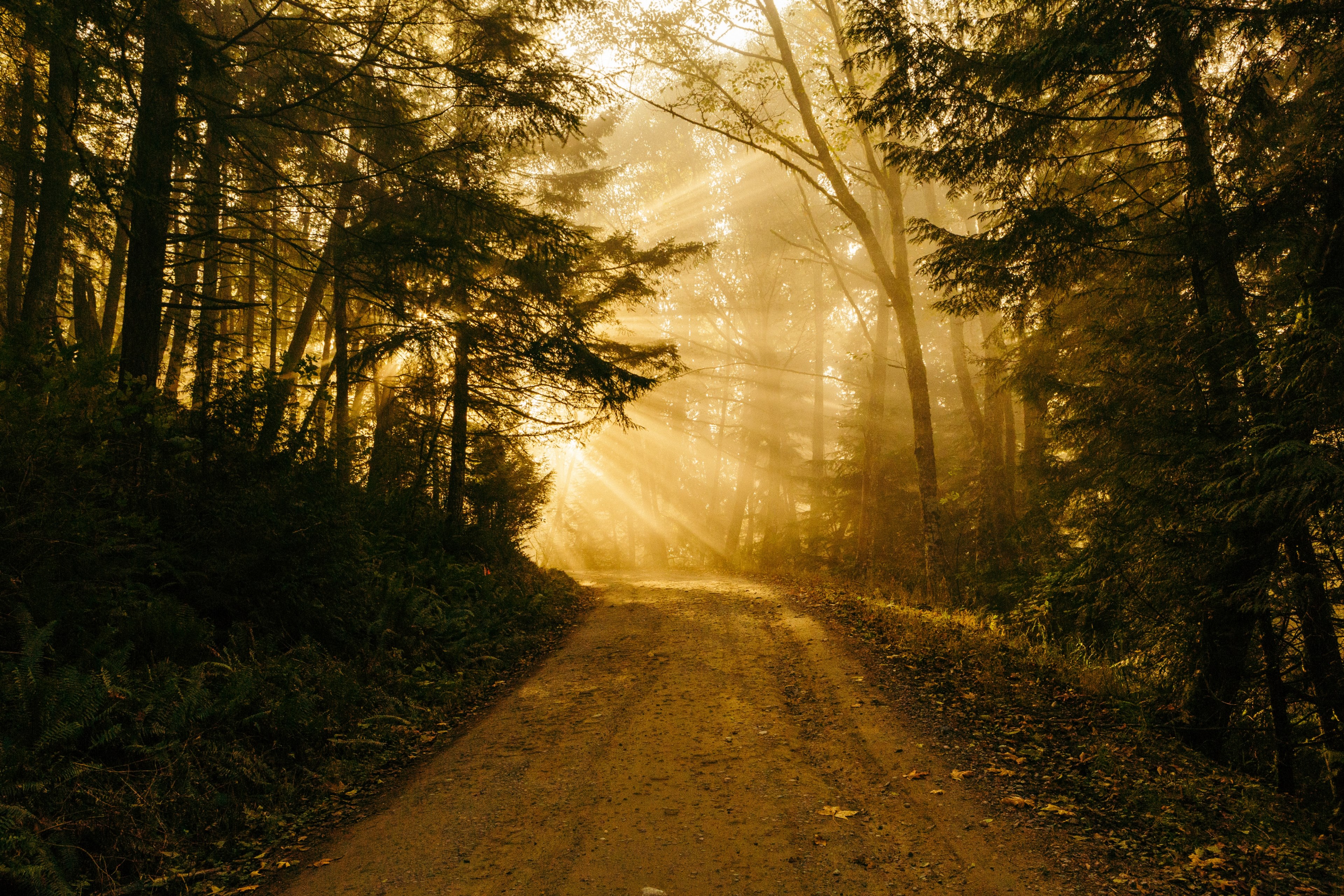 a forest path at chuckanut mountain with the sunset in the background, chuckanut mountain treed path 4k, HD Wallpaper
