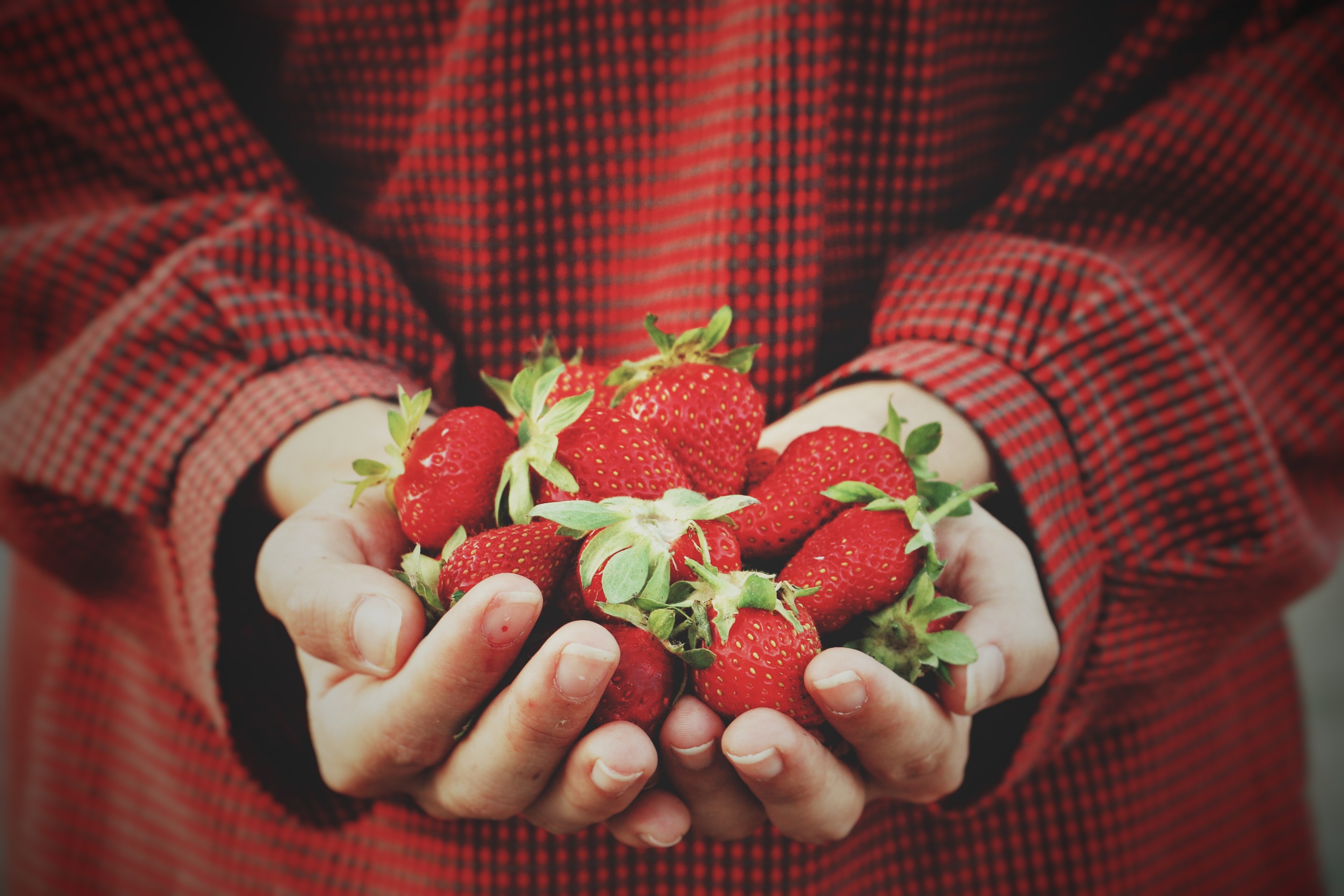 lets have some strawberries 4k, HD Wallpaper