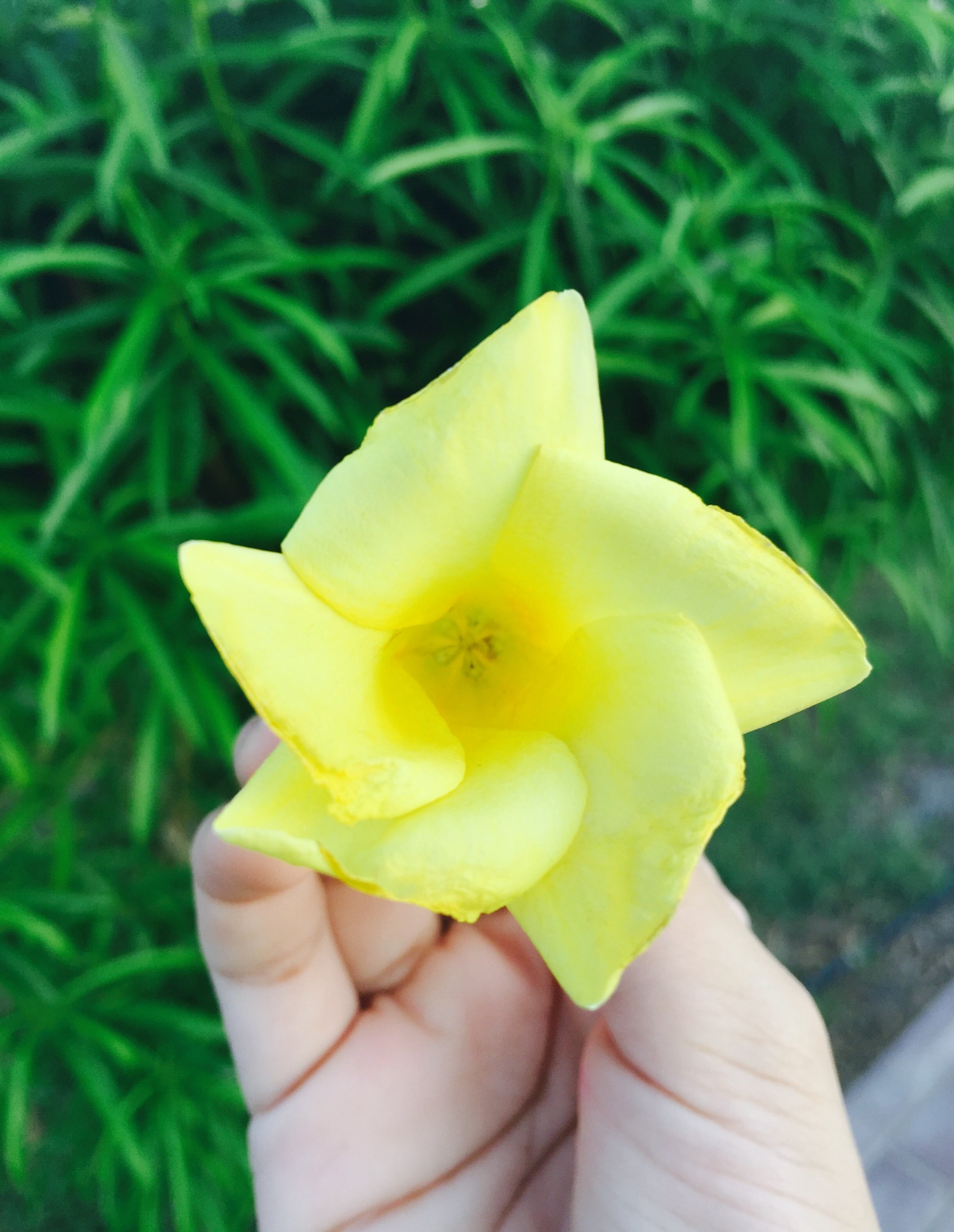 flower dubai park and hand hd, 4k, Phone HD Wallpaper