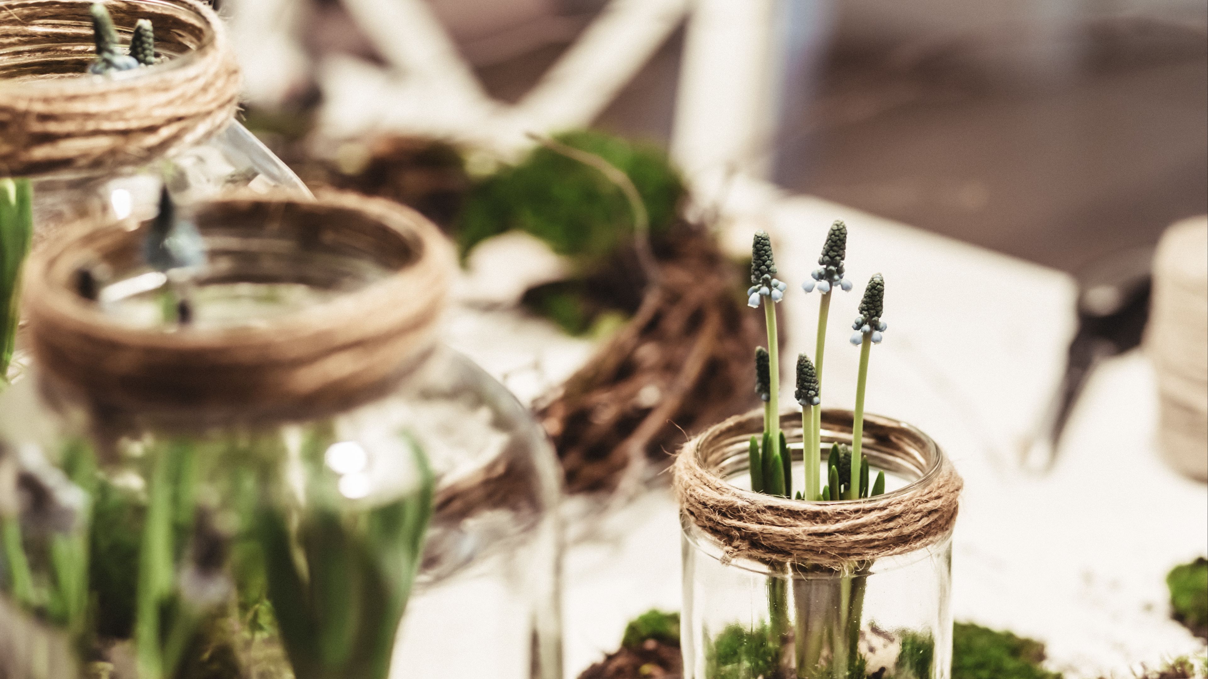 plant, vase, flowers, decoration, 4k, HD Wallpaper