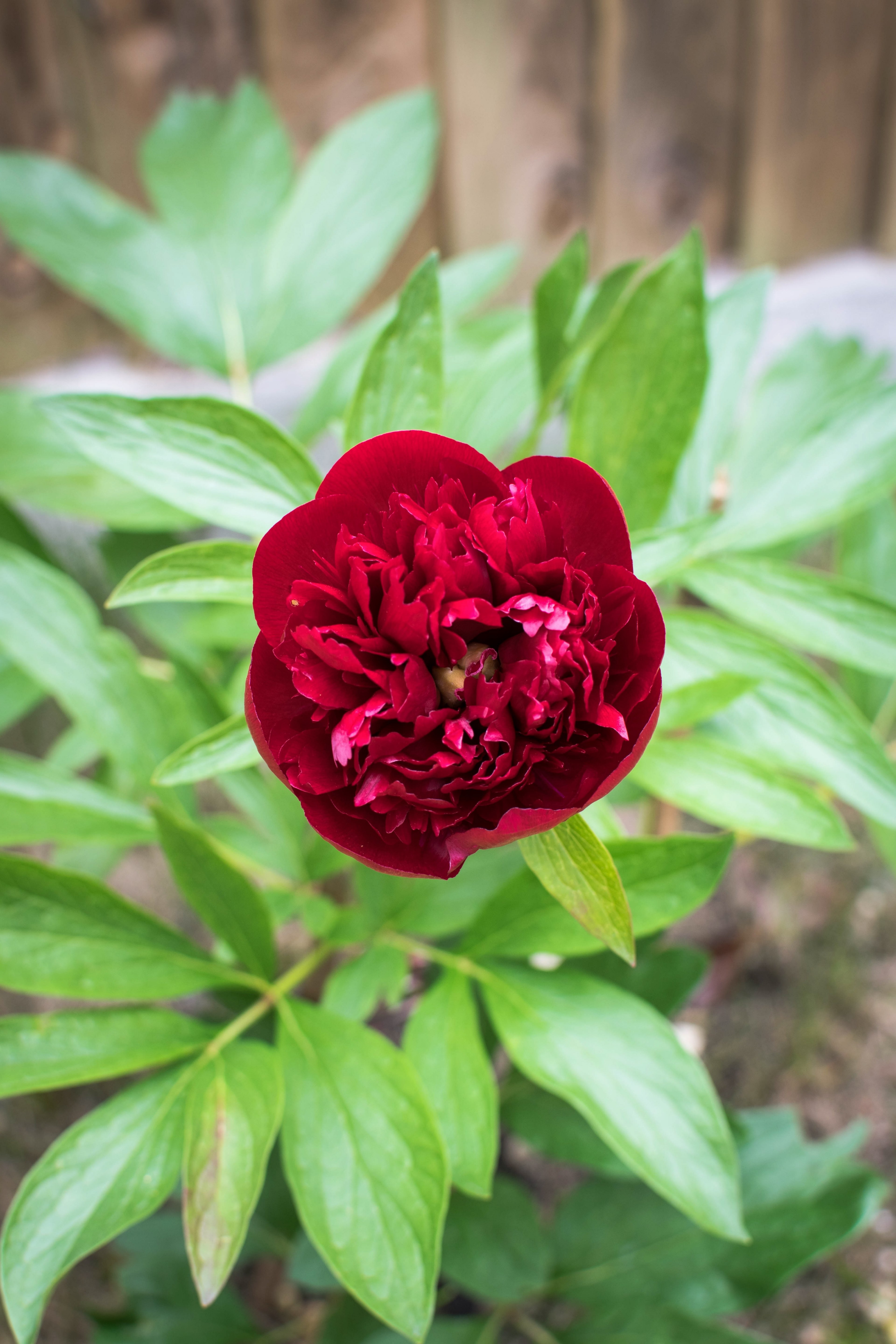 peony 4k, Phone HD Wallpaper