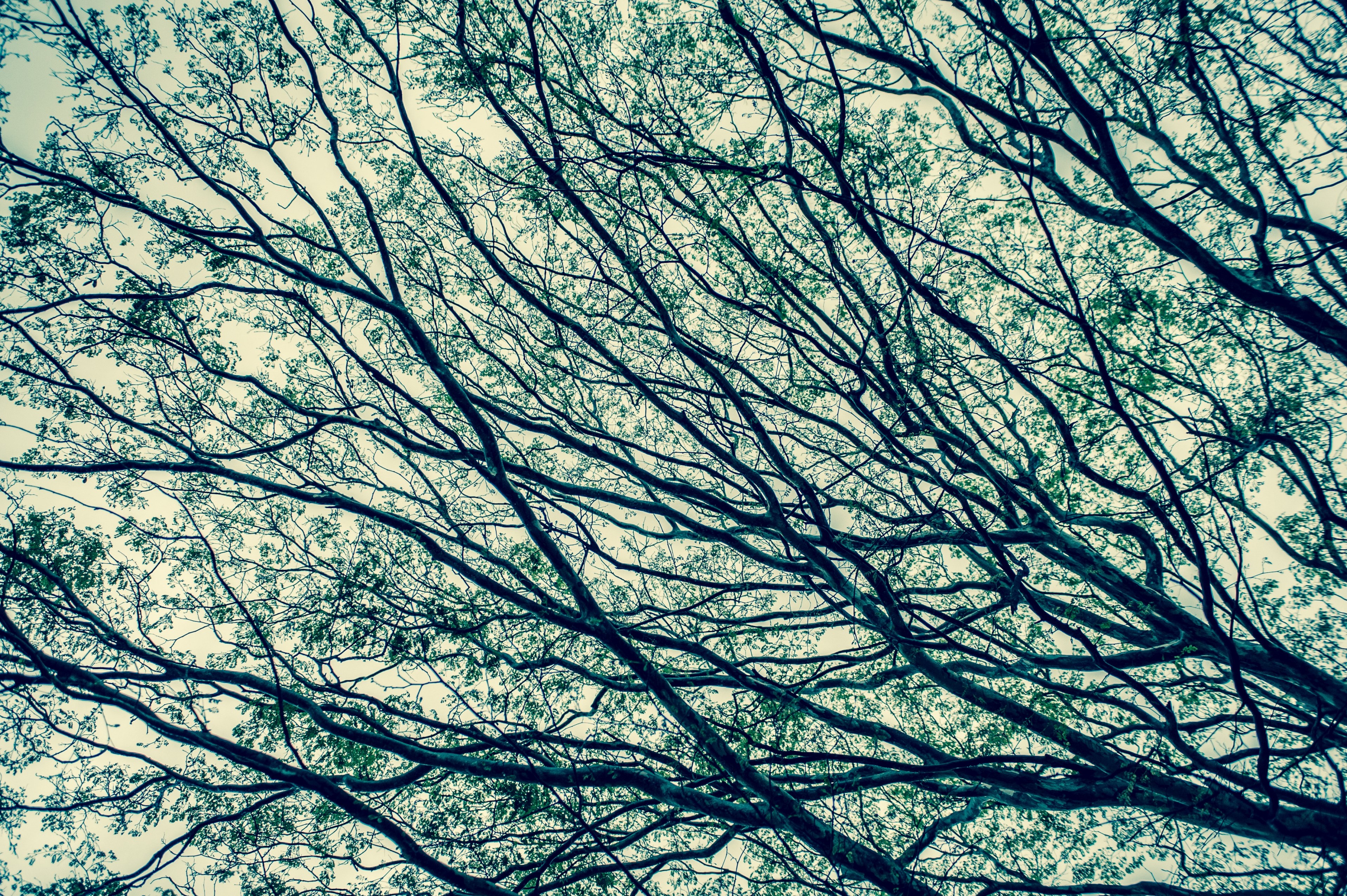 tree pattern vessel and vein 4k, HD Wallpaper