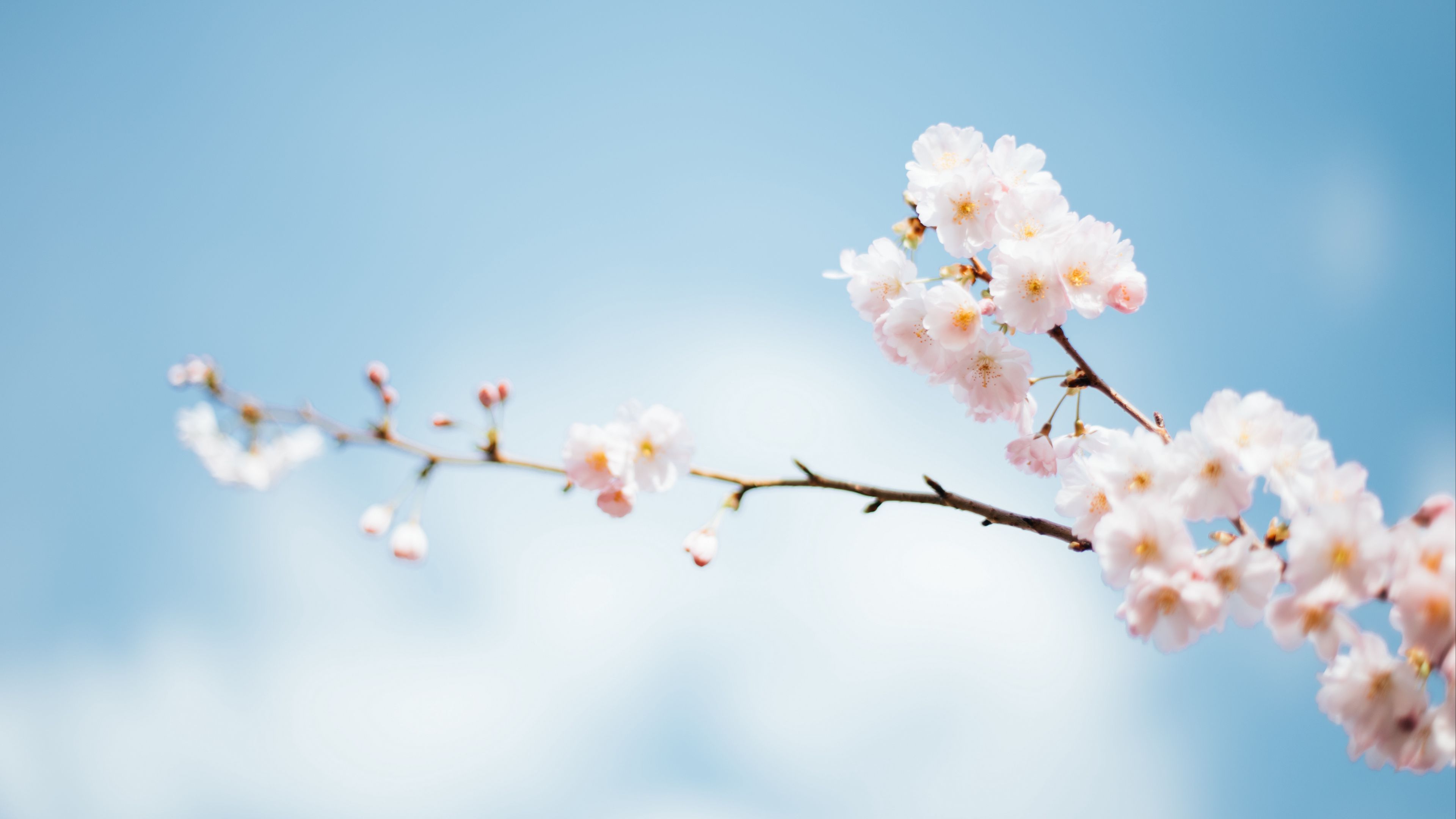 flowers, branch, bloom, spring, 4k, HD Wallpaper