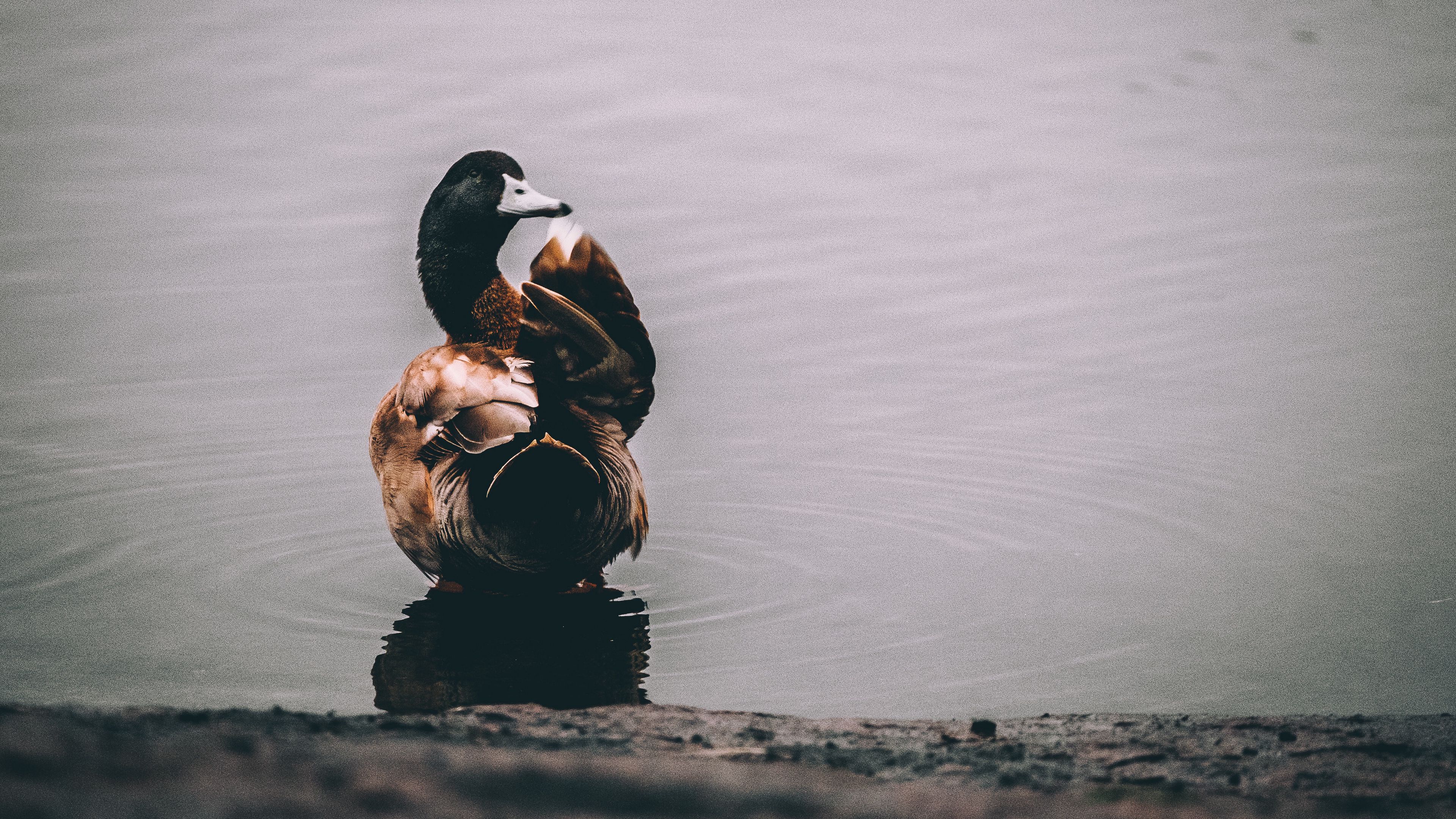duck, lake, bird, 4k, HD Wallpaper