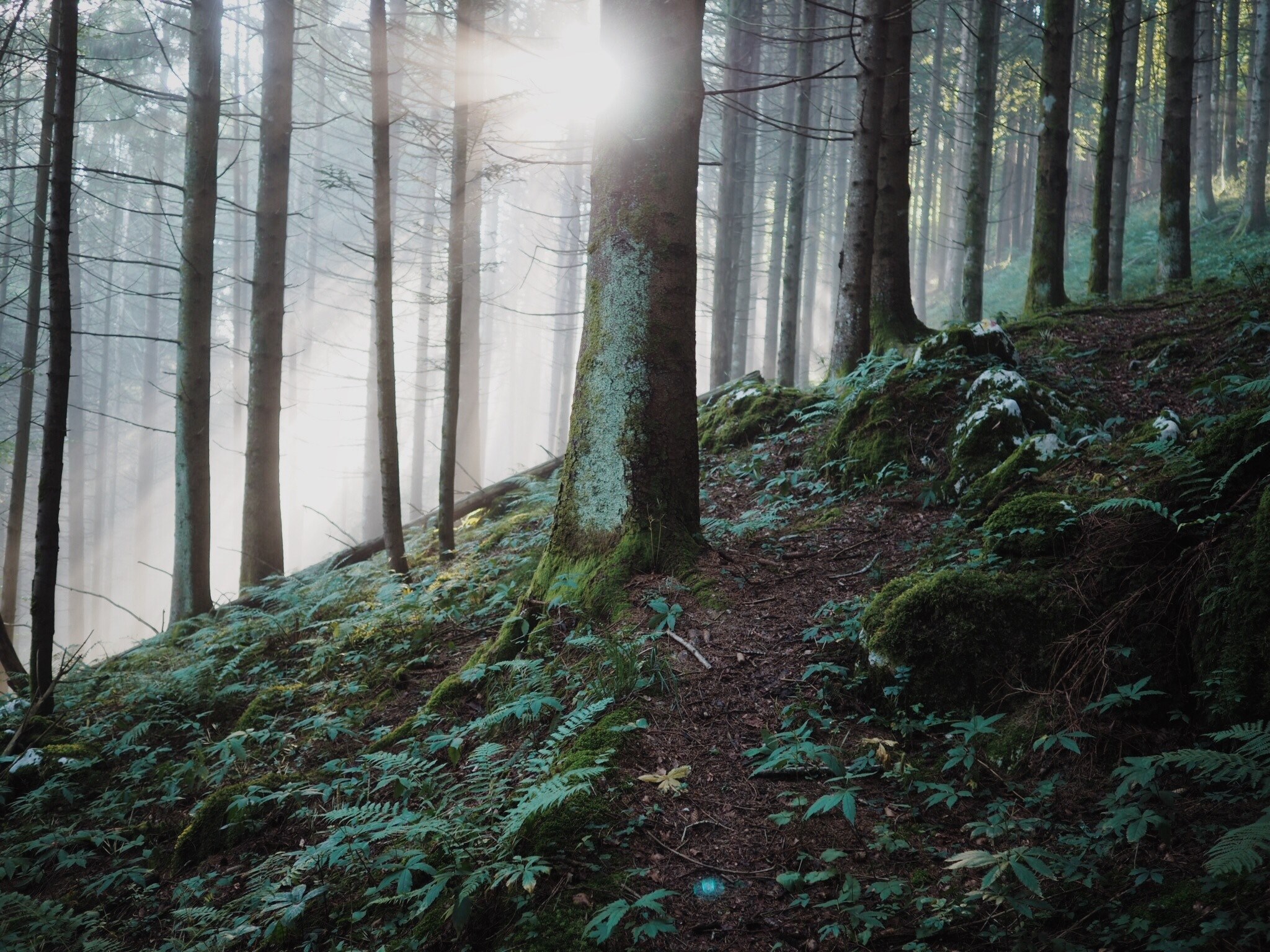 mossy trees on a slope in an evergreen forest, early in bosplans 4k, HD Wallpaper