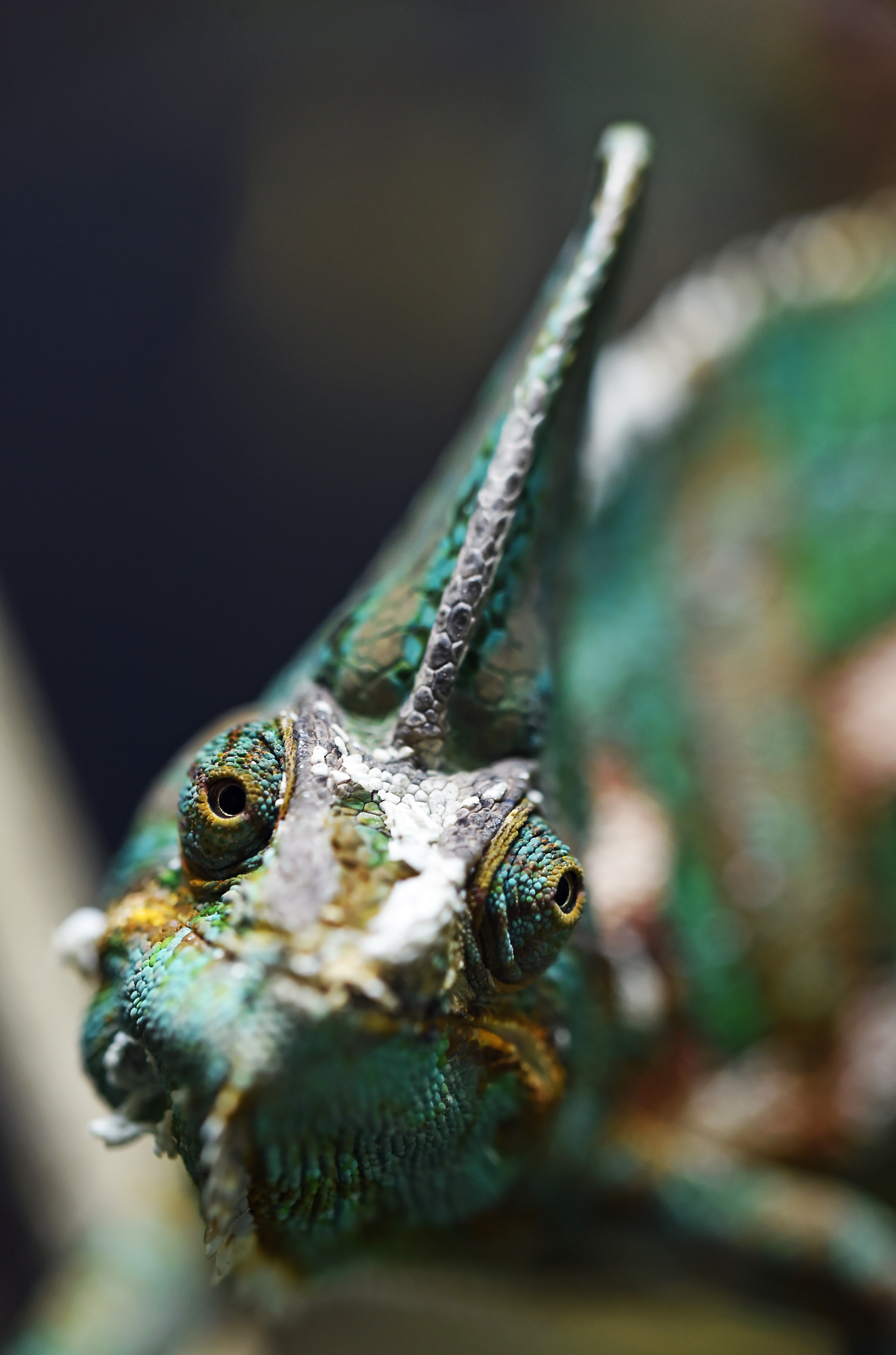 veiled chameleon portrait 4k, Phone HD Wallpaper