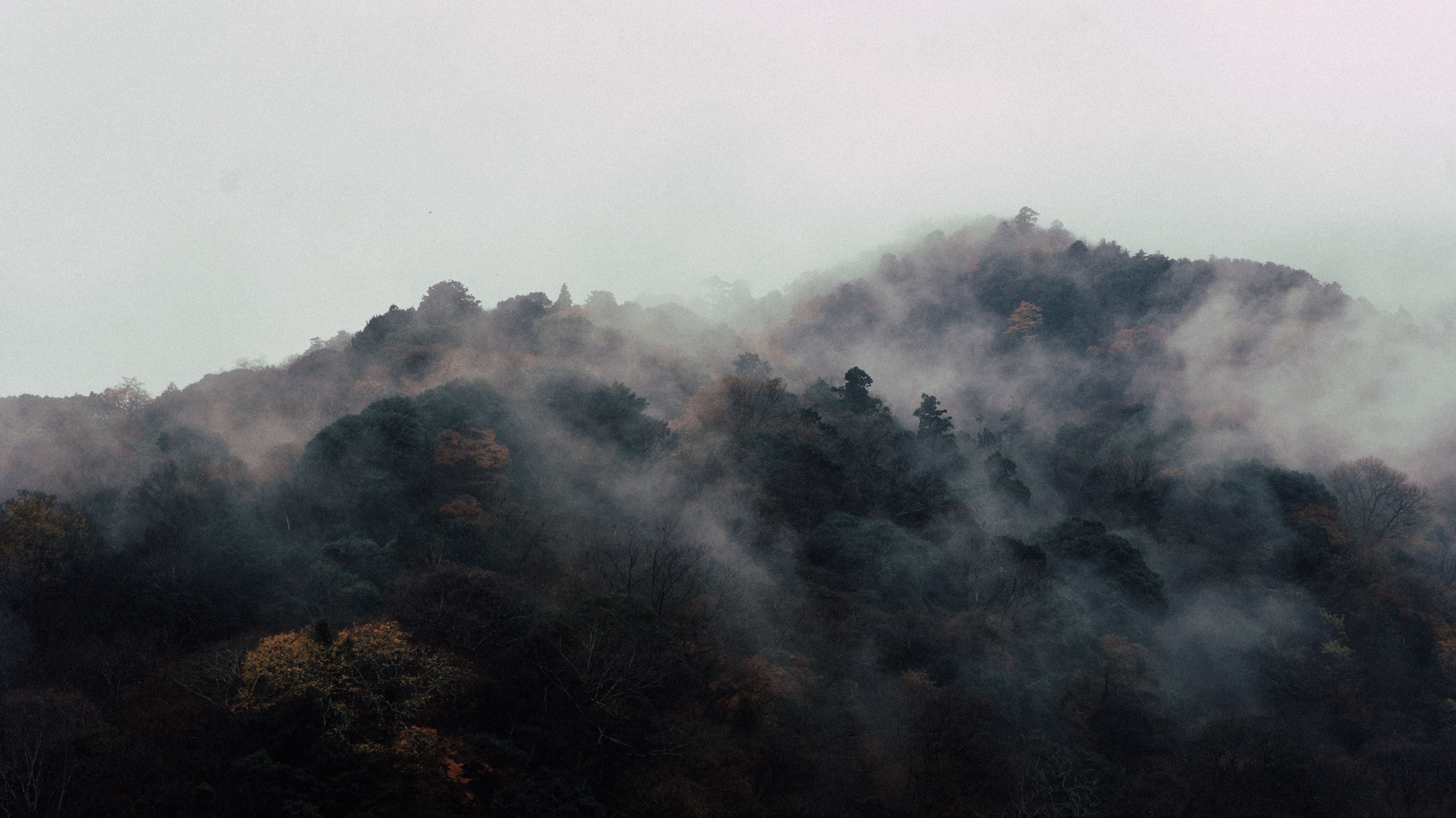 trees, fog, top, 4k, HD Wallpaper
