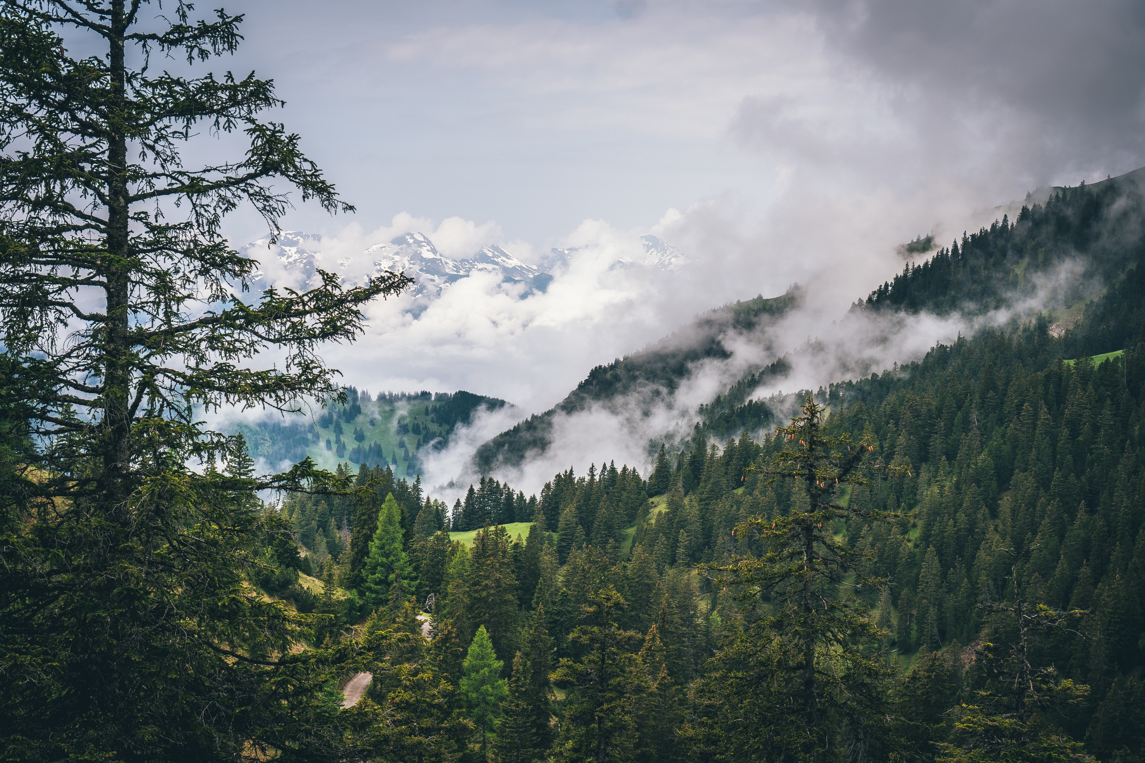 clouds rising up above wooded slopes with tall snowy mountains on the horizon, woody mountains in malbun 4k, HD Wallpaper