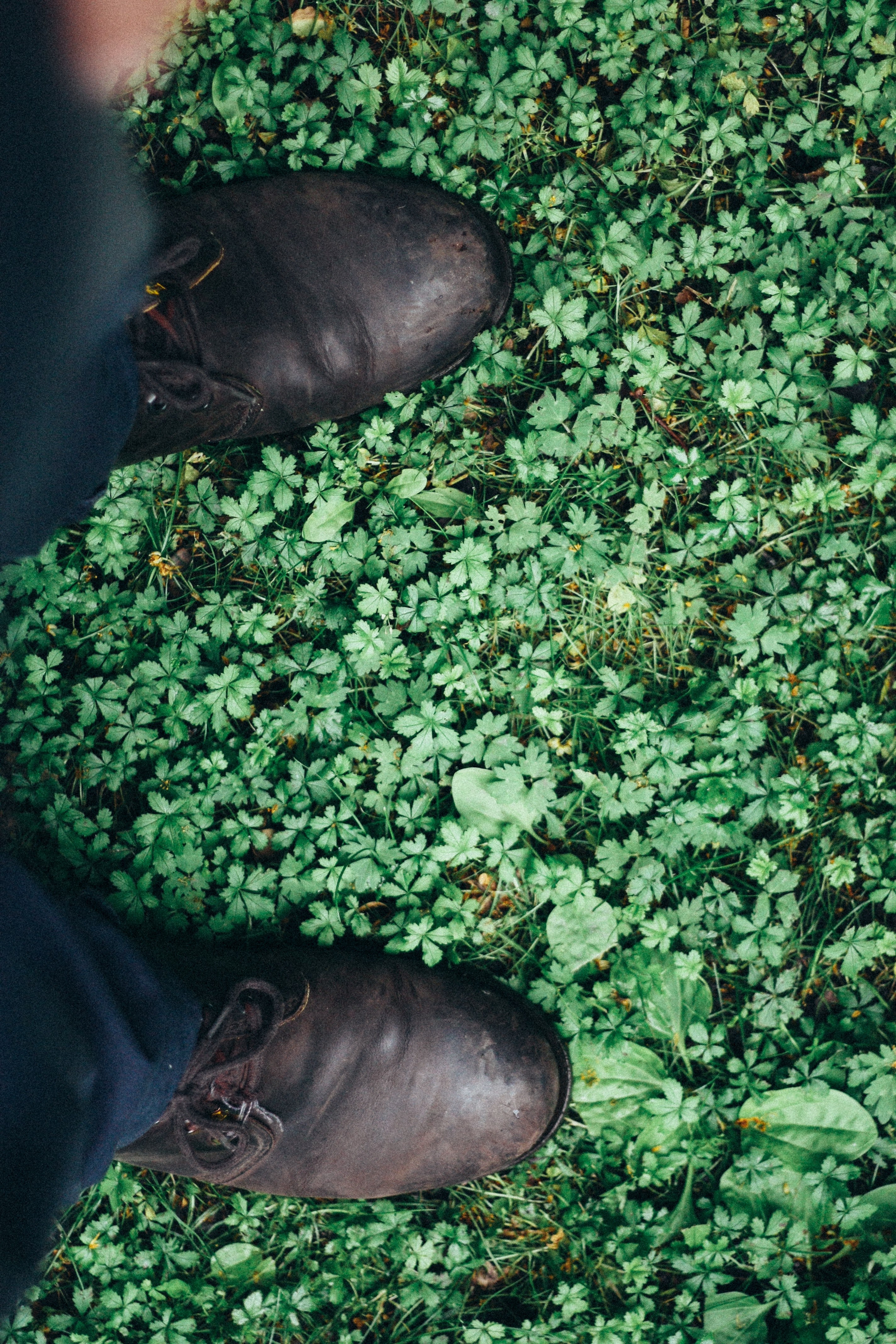 view of the grass from the first person perspective with the mans shoes and bottom of pants seen, view of grass from above 4k, Phone HD Wallpaper