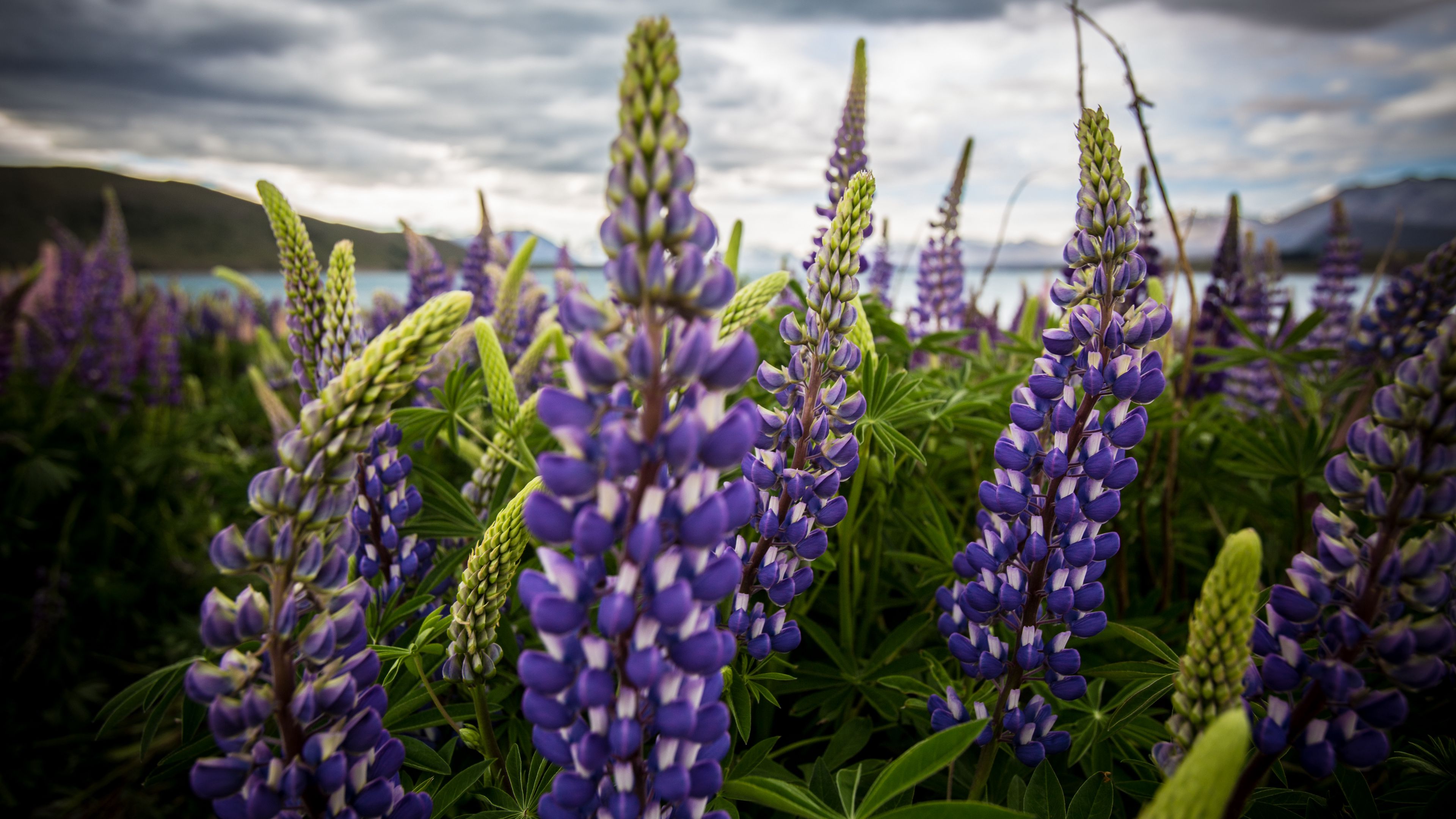 lupinus, flowers, field, 4k, HD Wallpaper
