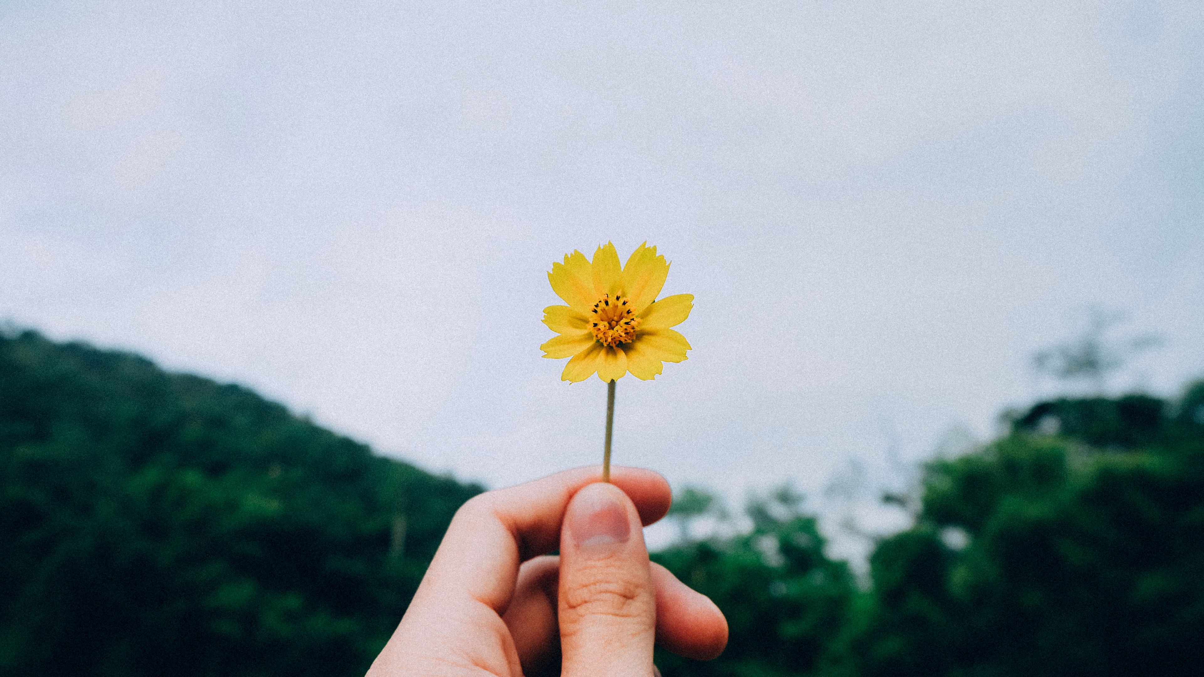 flower, hand, sky, 4k, HD Wallpaper