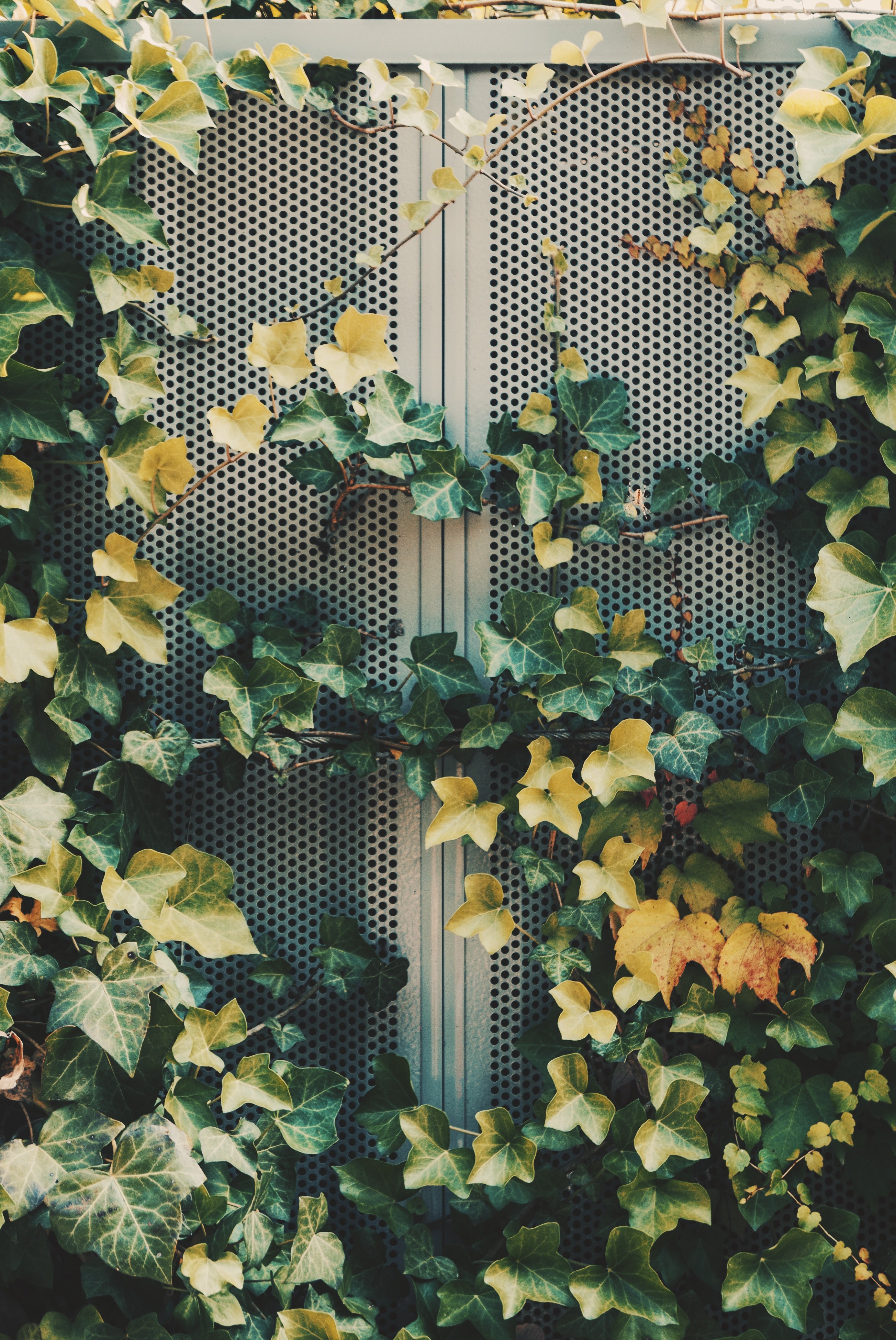 vine metal grill ivy and grill hd, 4k, Phone HD Wallpaper