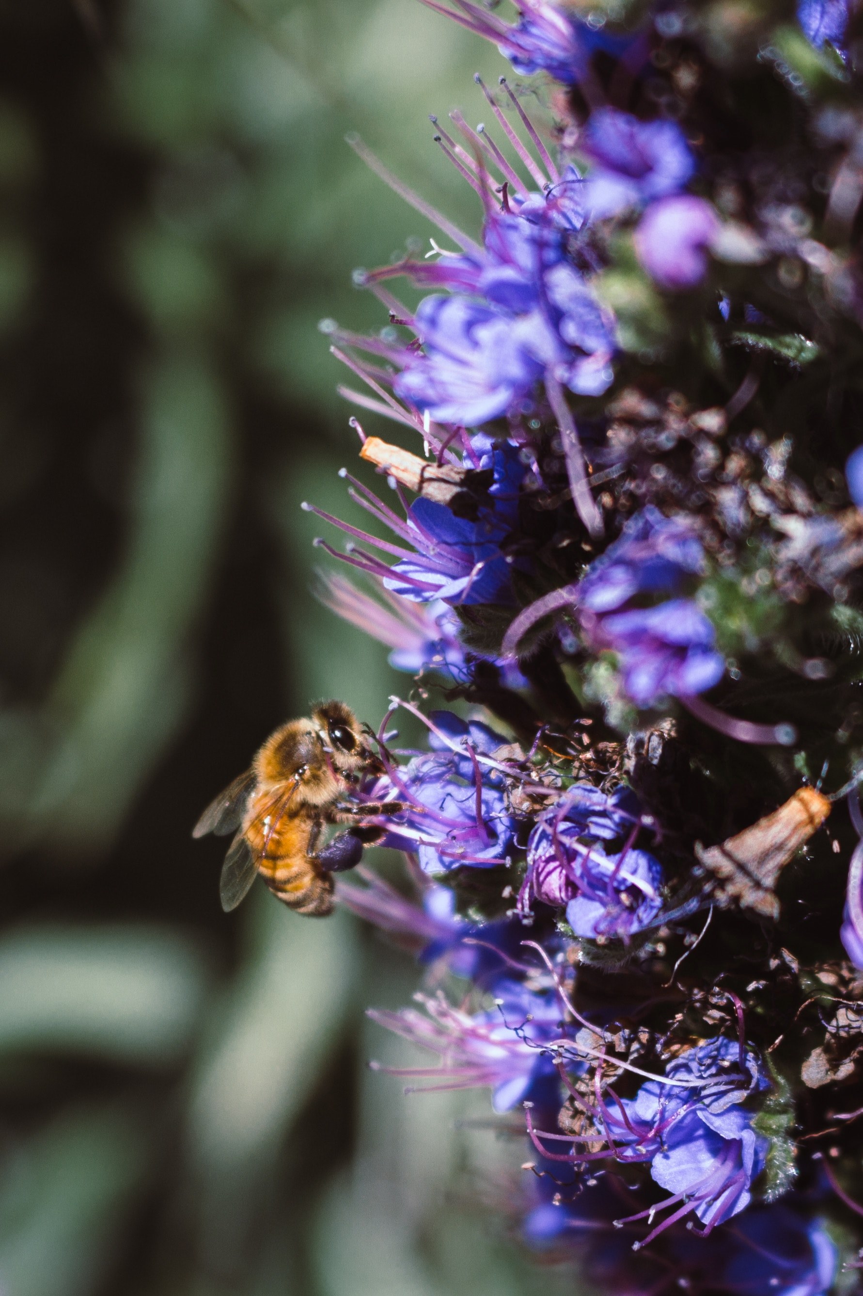 purple nature flower and bee hd, 4k, Phone HD Wallpaper