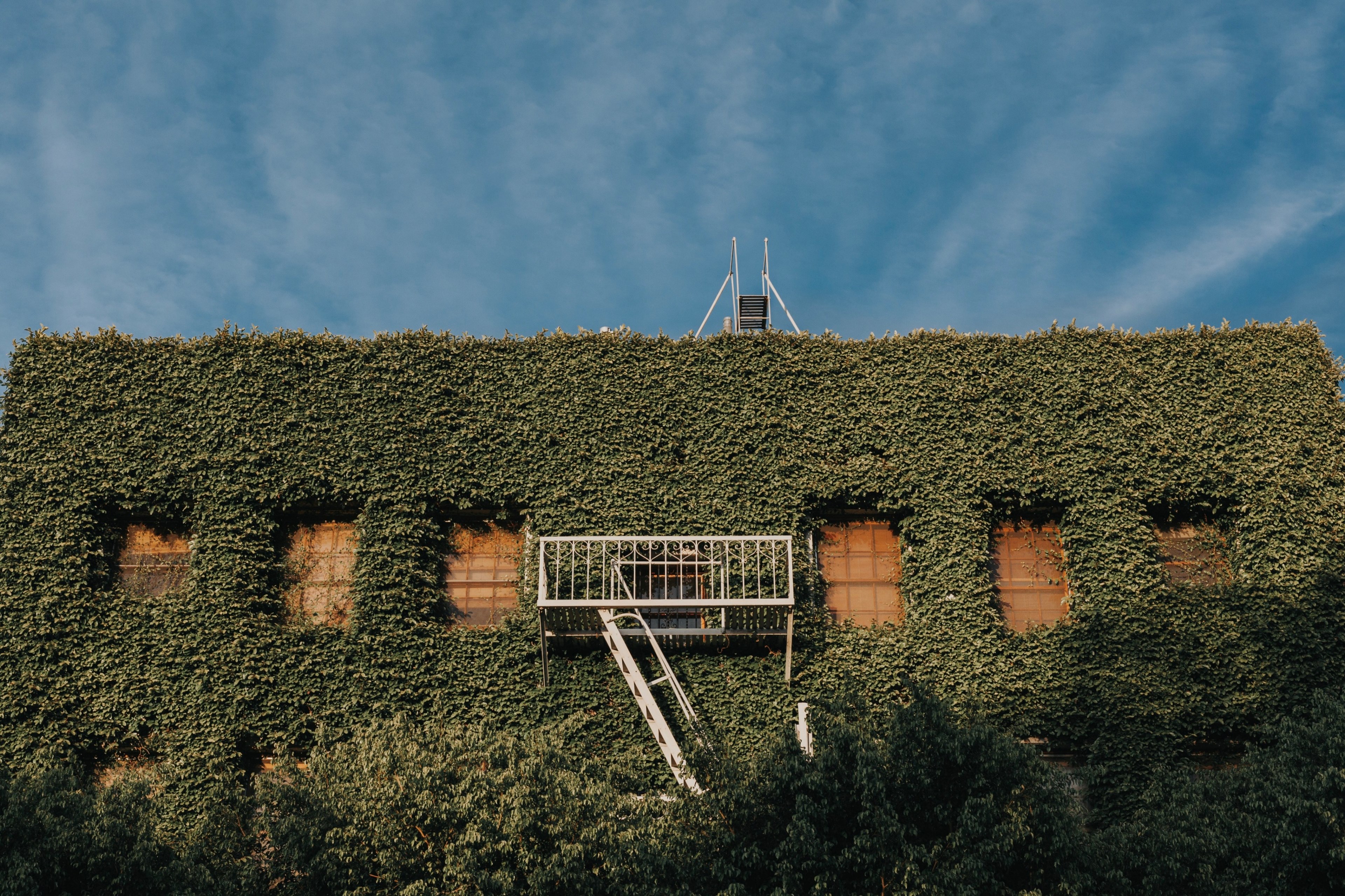 overgrown ivy live wall and building 4k, HD Wallpaper