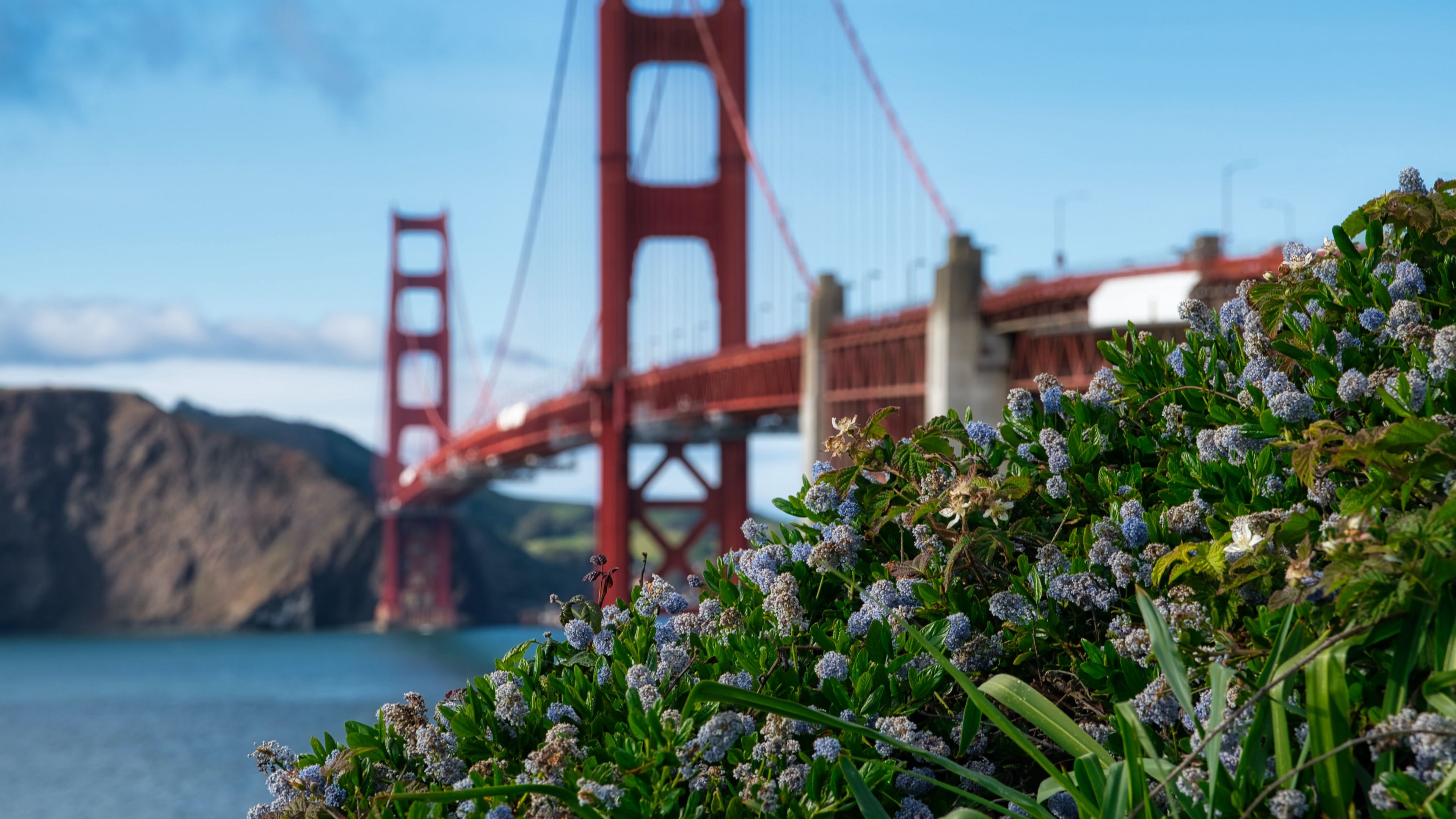 flowers, bridge, grass, 4k, HD Wallpaper