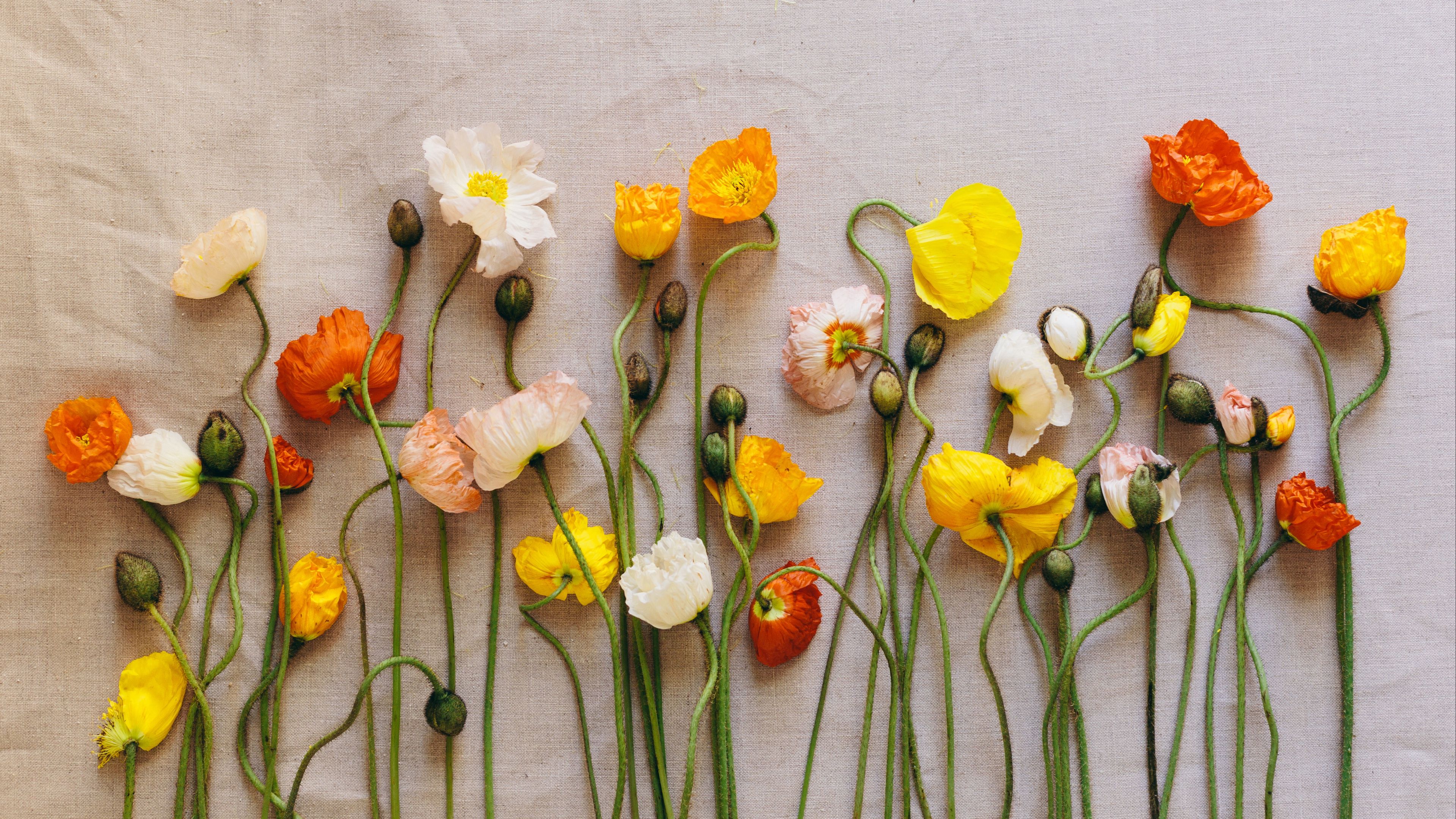 poppies, flowers, herbarium, 4k, HD Wallpaper