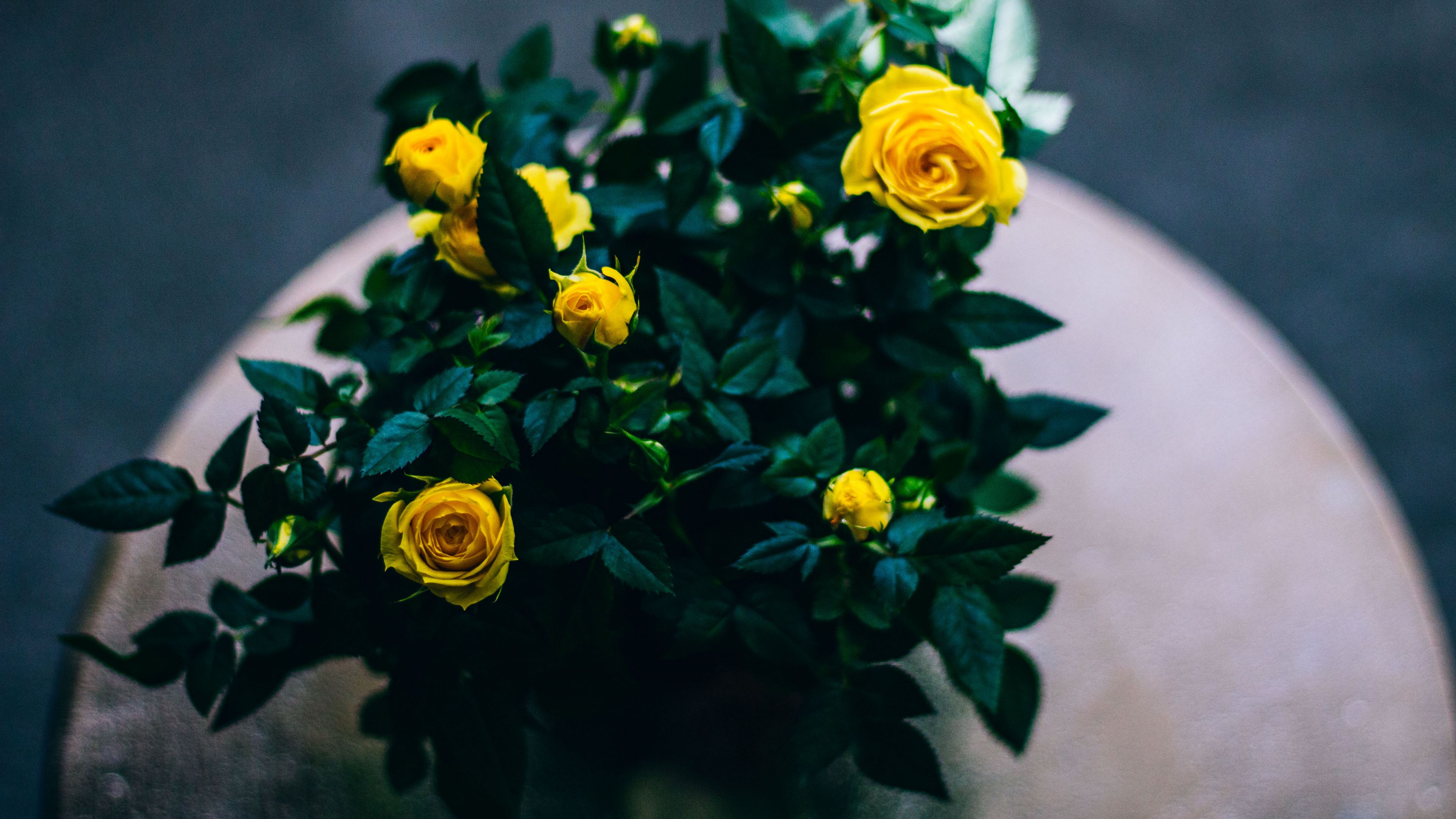 bouquet, roses, buds, 4k, HD Wallpaper