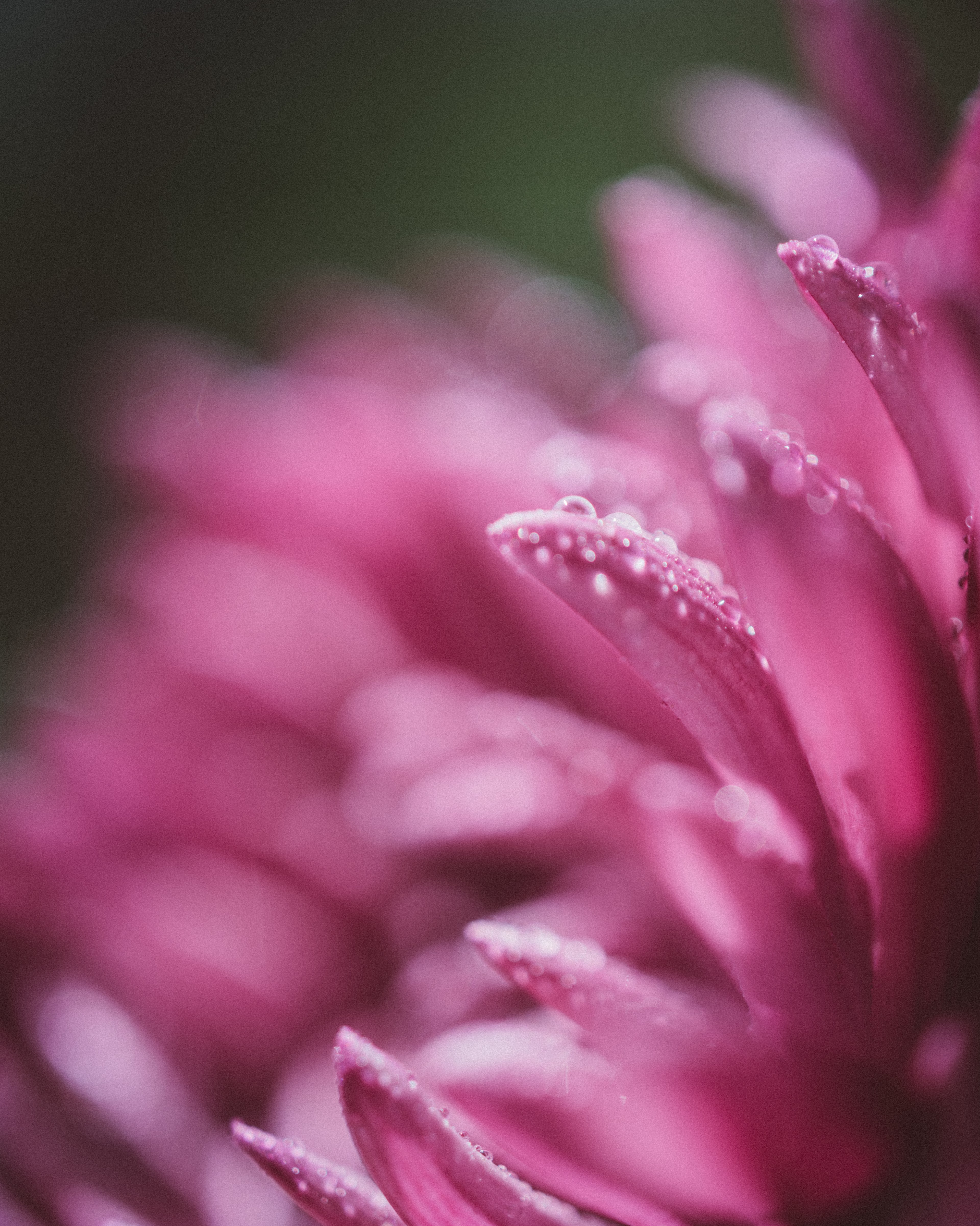 a macro shot of tiny droplets of water on pink flower petals, dew on pink petals 4k, Phone HD Wallpaper