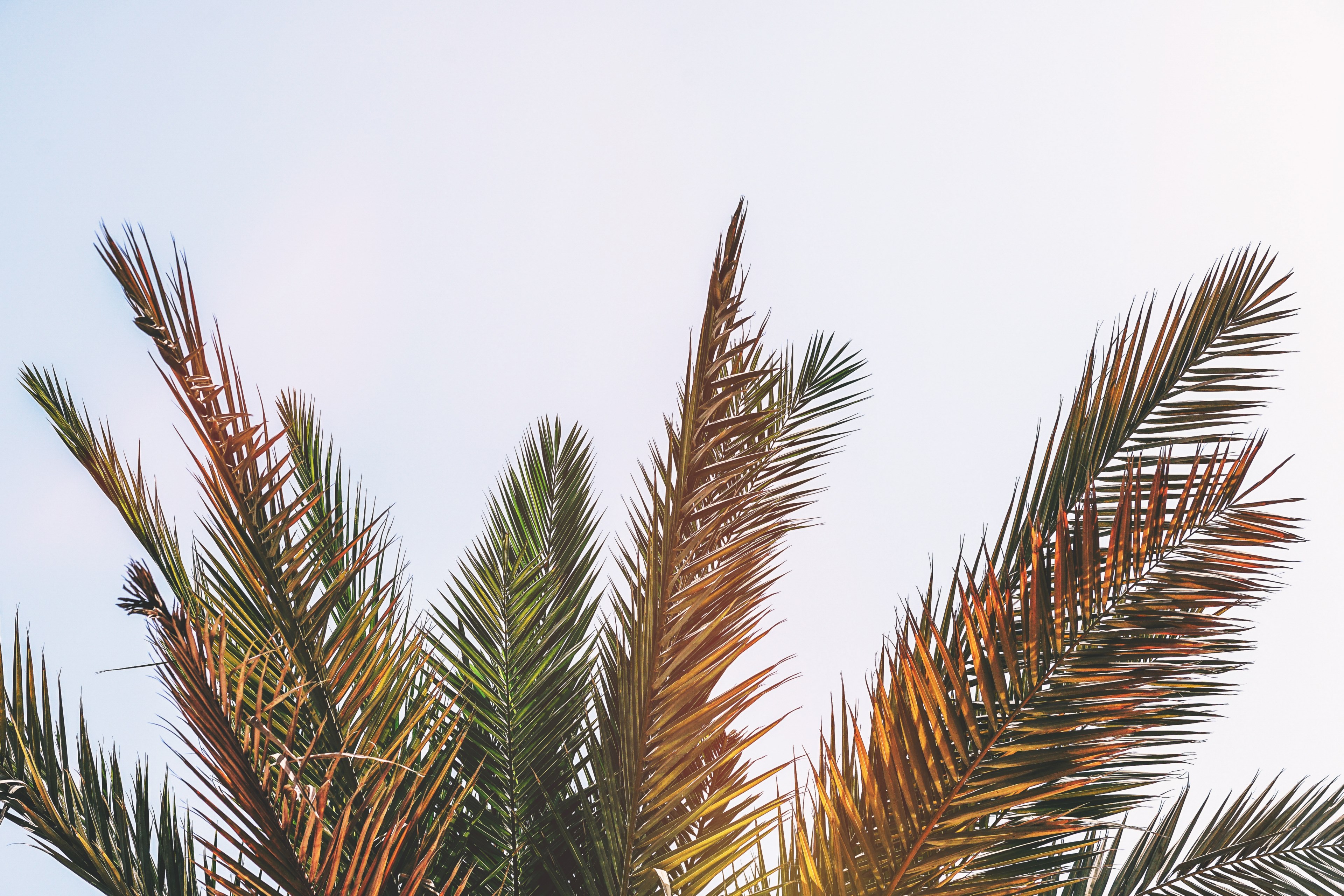 mellow summer palms 4k, HD Wallpaper